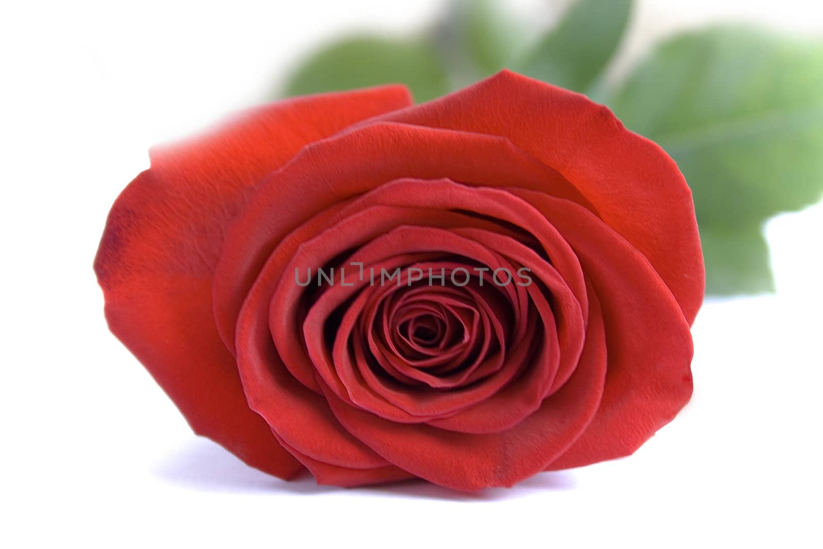 red rose isolated on white background