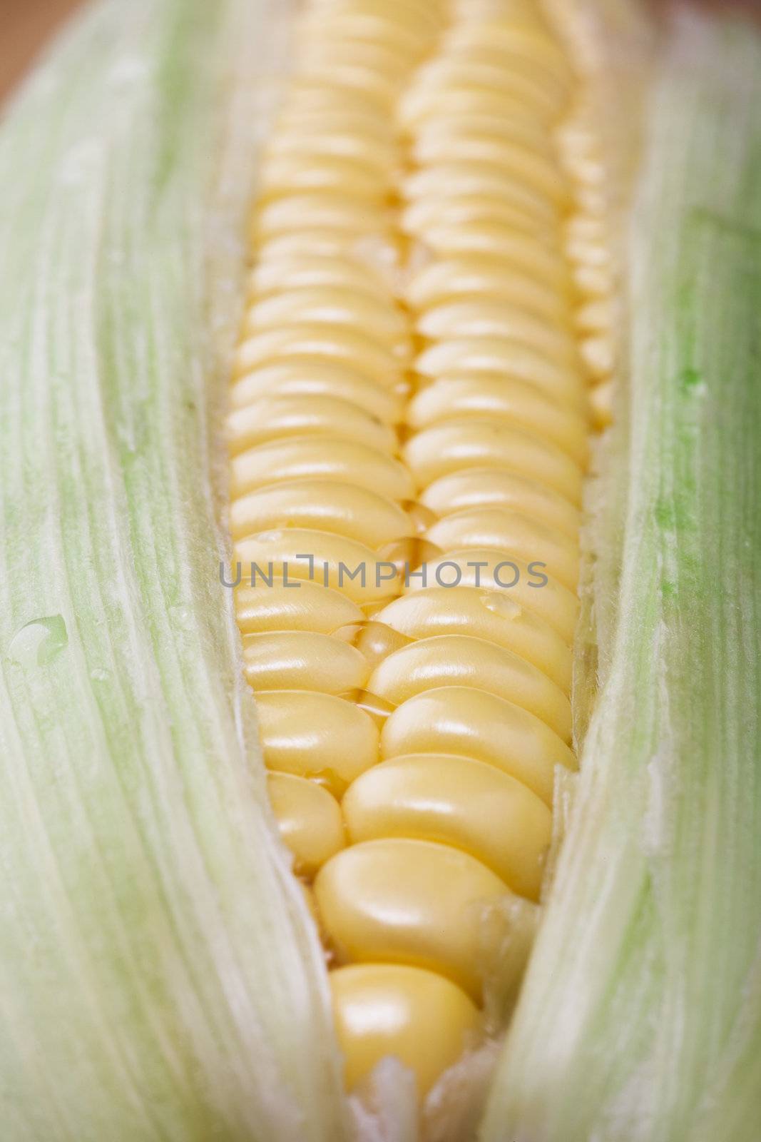 Closeup of fresh raw corn on the cob.