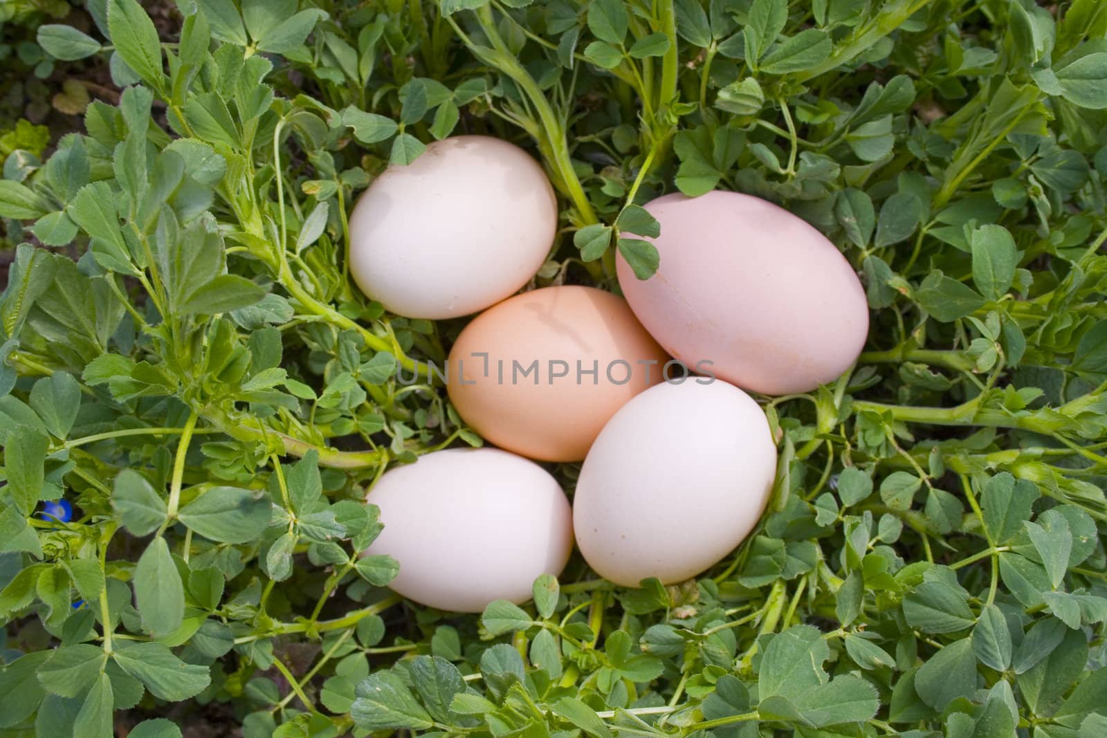 eggs on grass