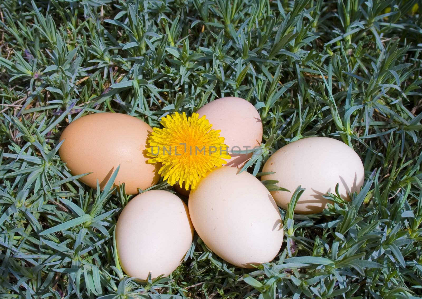 eggs on grass