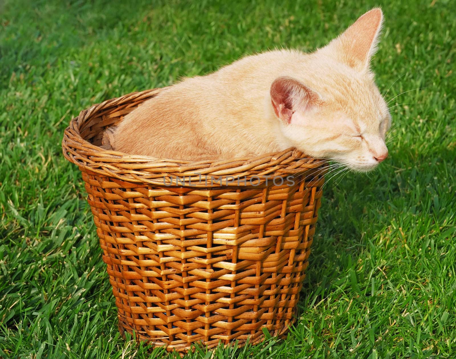 Cute yellow kitten sleeps in a basket.