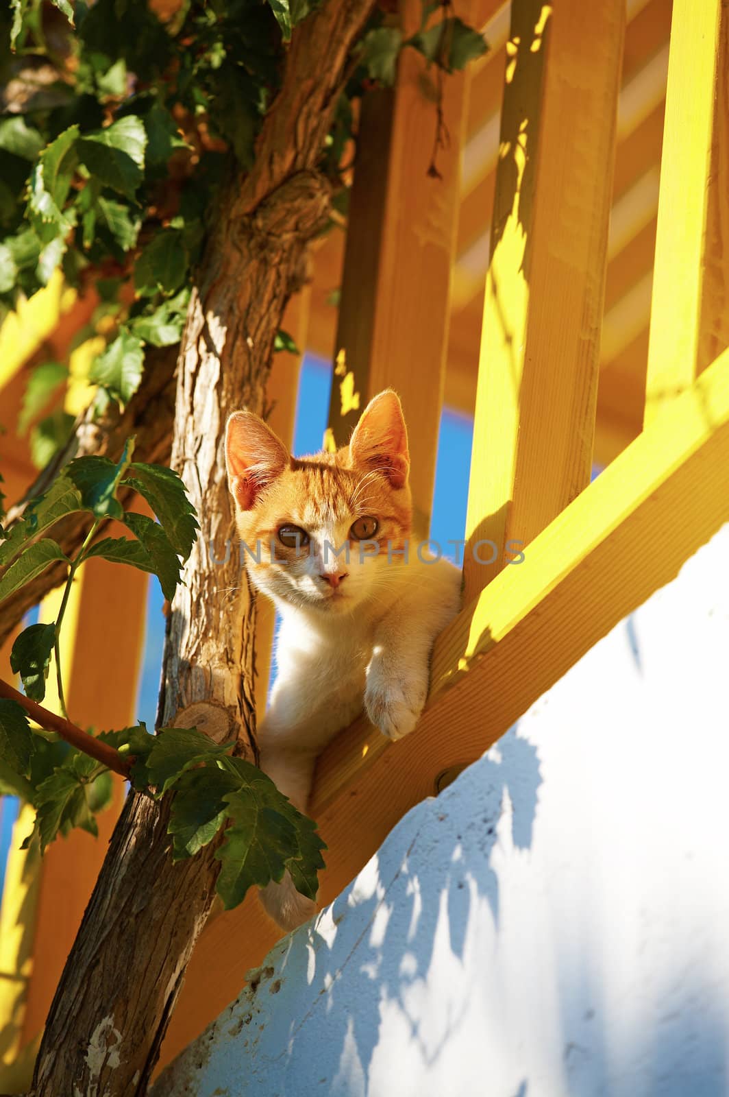 The cat lies on a balcony and looks to camera