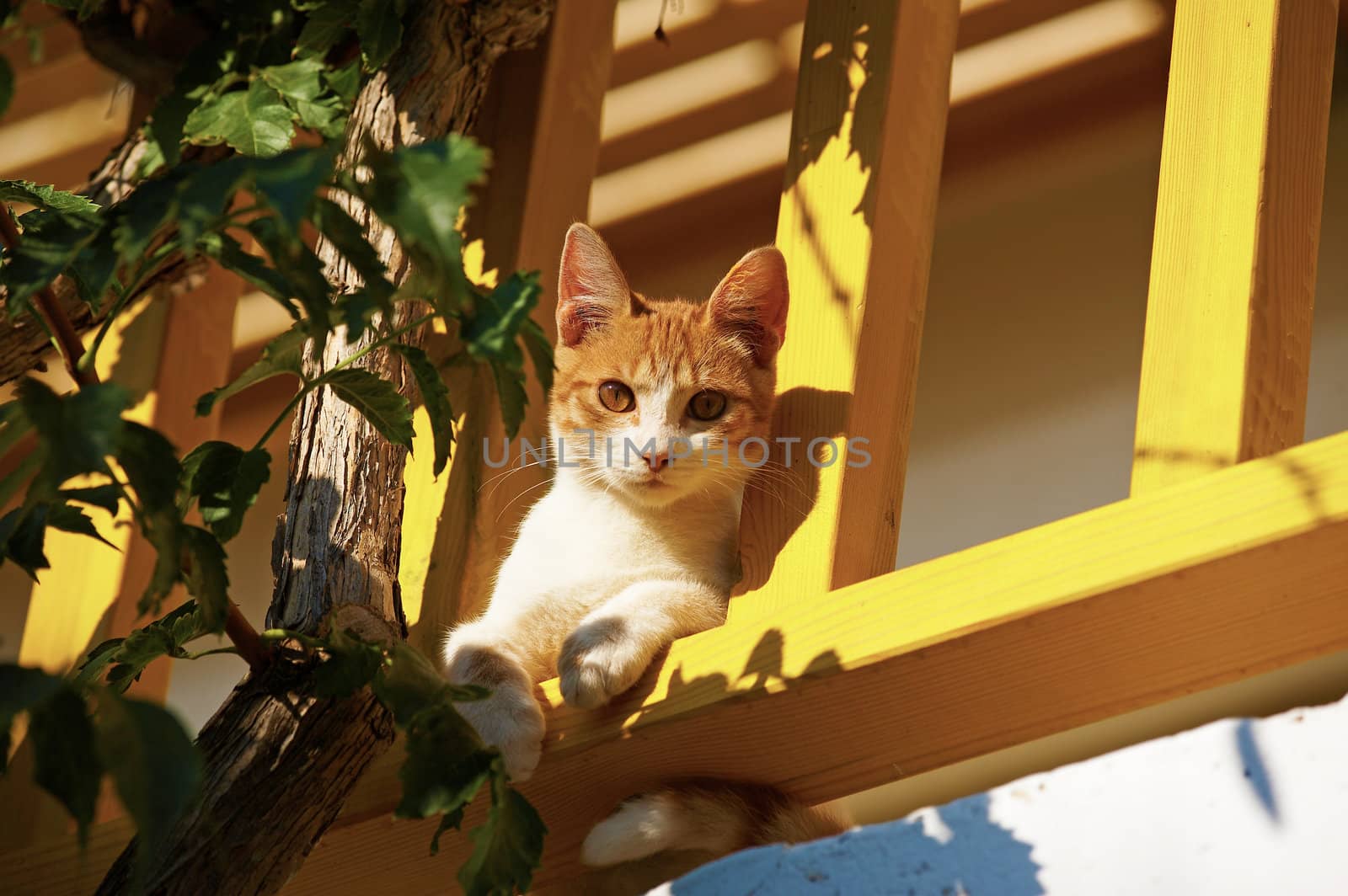 The cat lies on a balcony and looks to camera