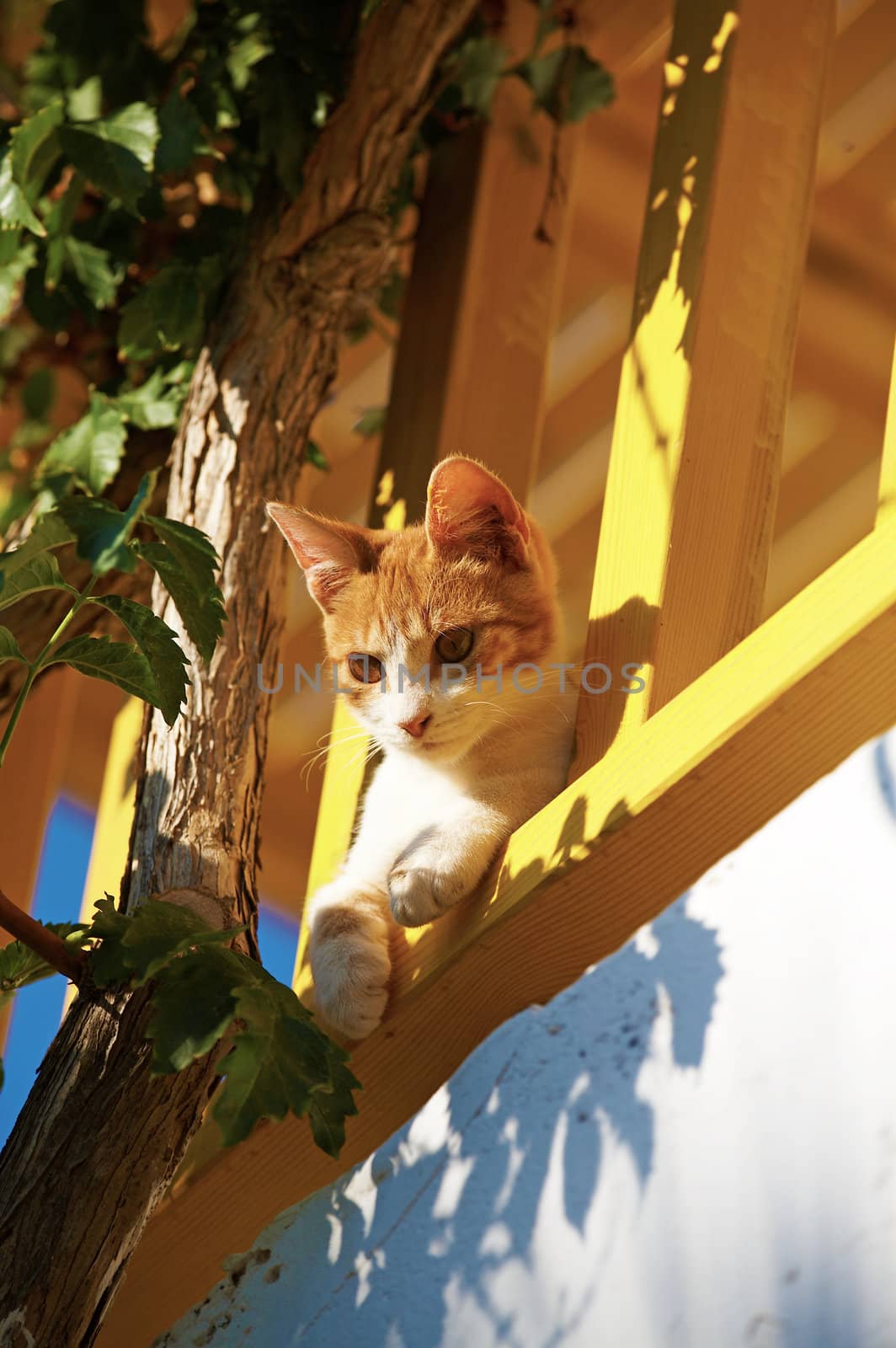 The cat lies on a balcony and looks aside