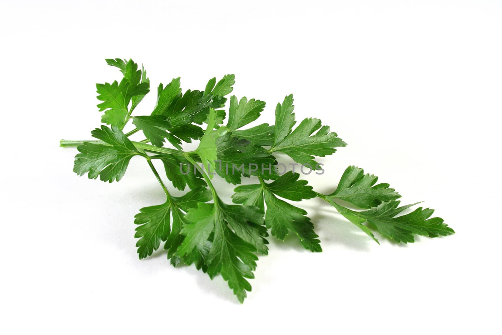 Lovage on a white background