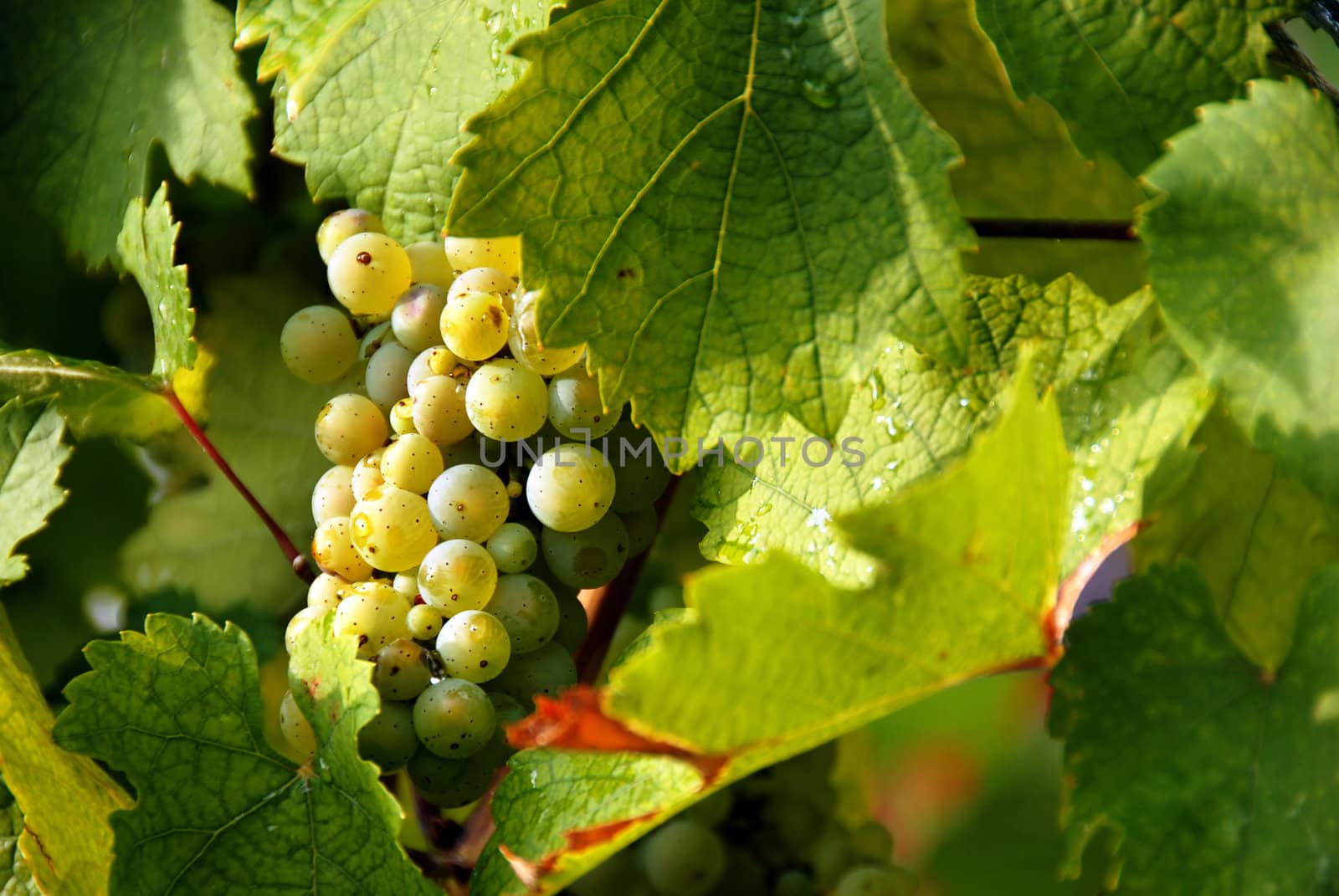 yellow ripe grapes cluster in sunshine in vineyard