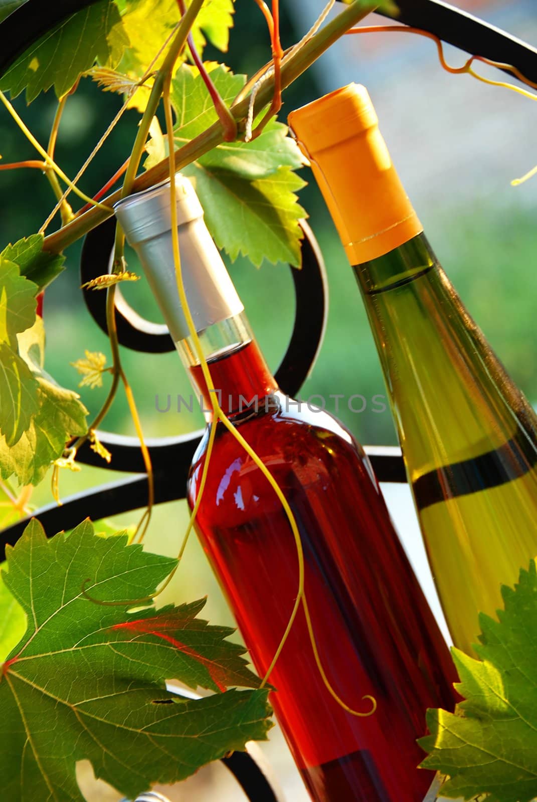red and white wine bottles between vine leaves