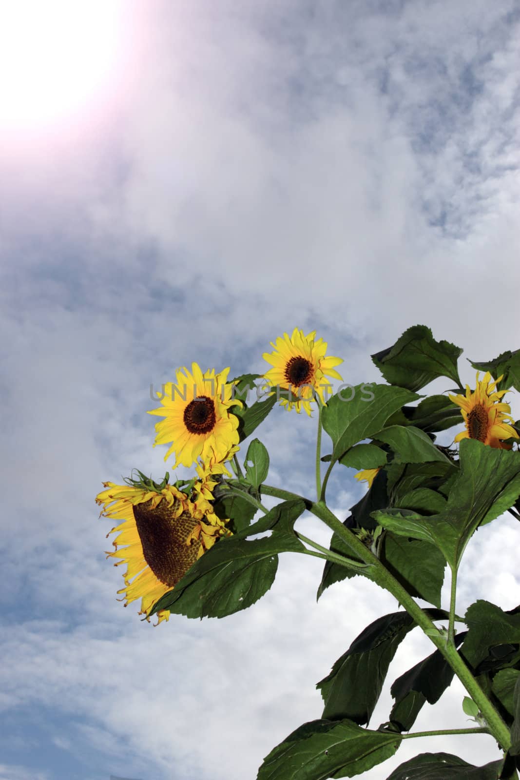 a tall ripe bunch of sunflowers against a beautiful blue cloudy sky