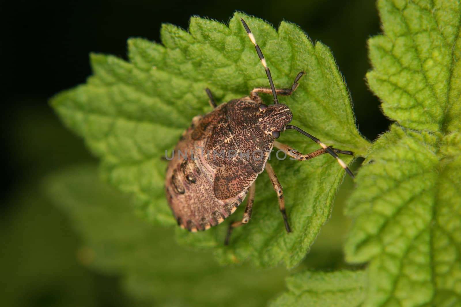 Parent bug (Elasmucha grisea) -  larva on a leaf