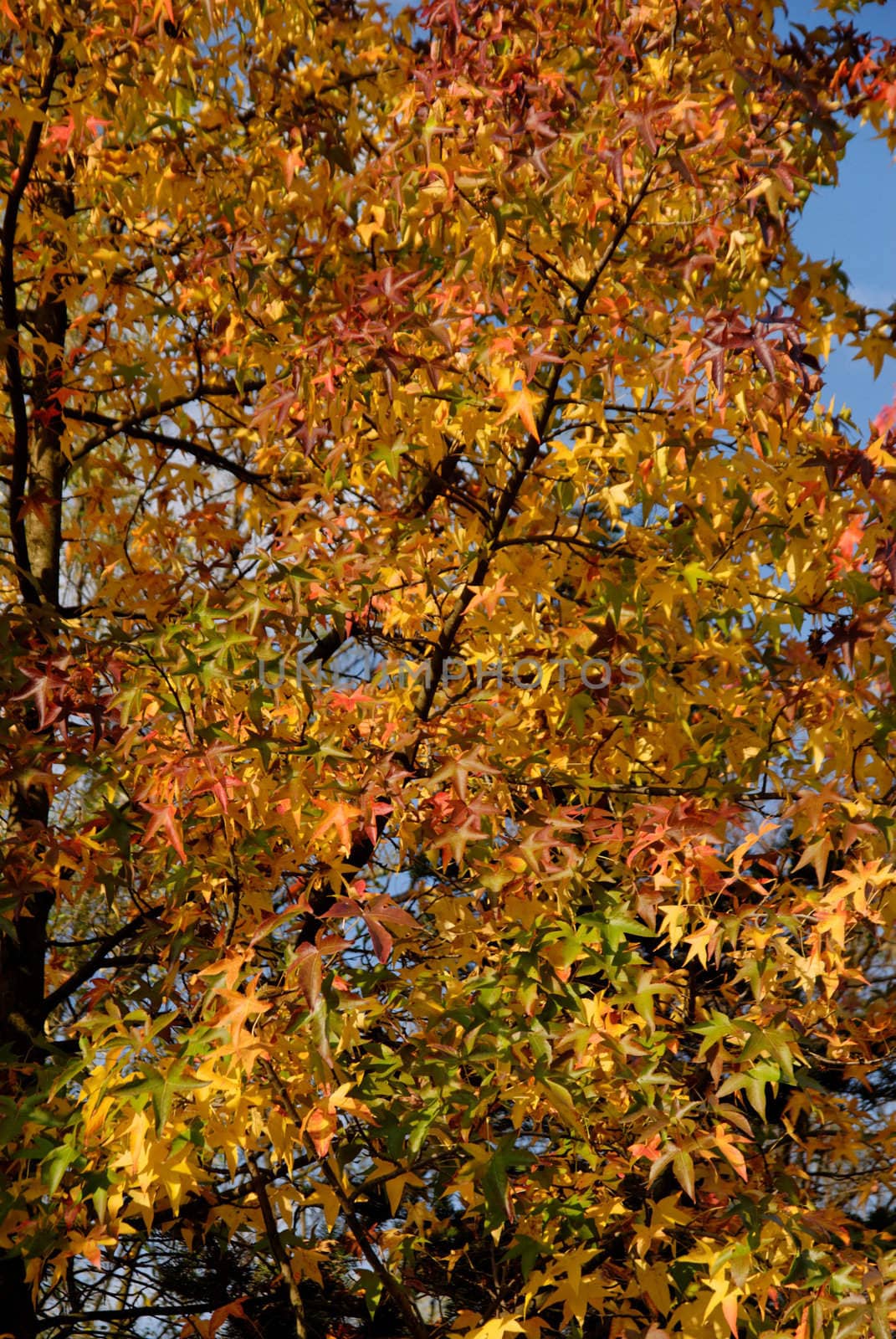 Autumn leaves on the branches of tree in the park