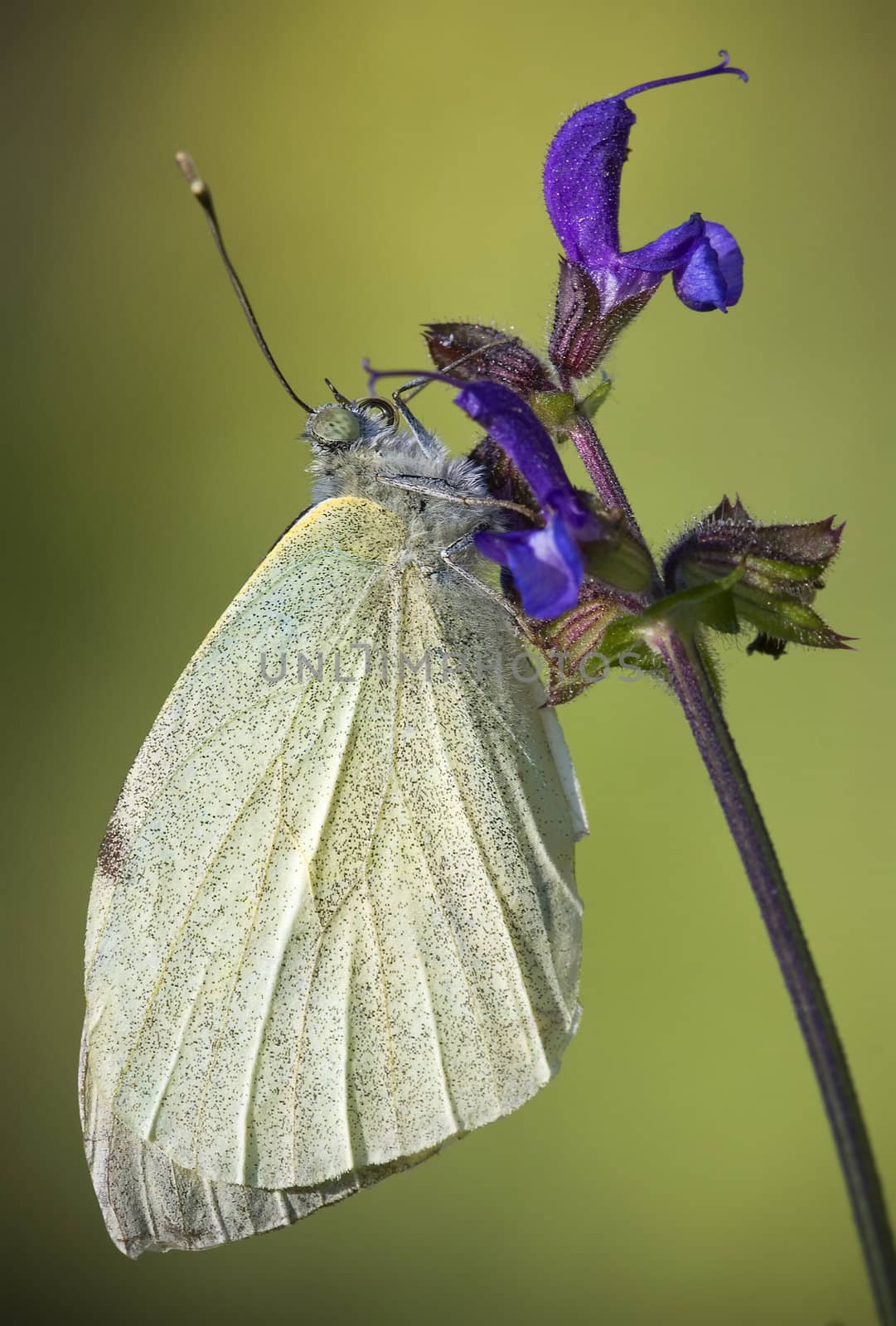 Large white butterfly on blue flower