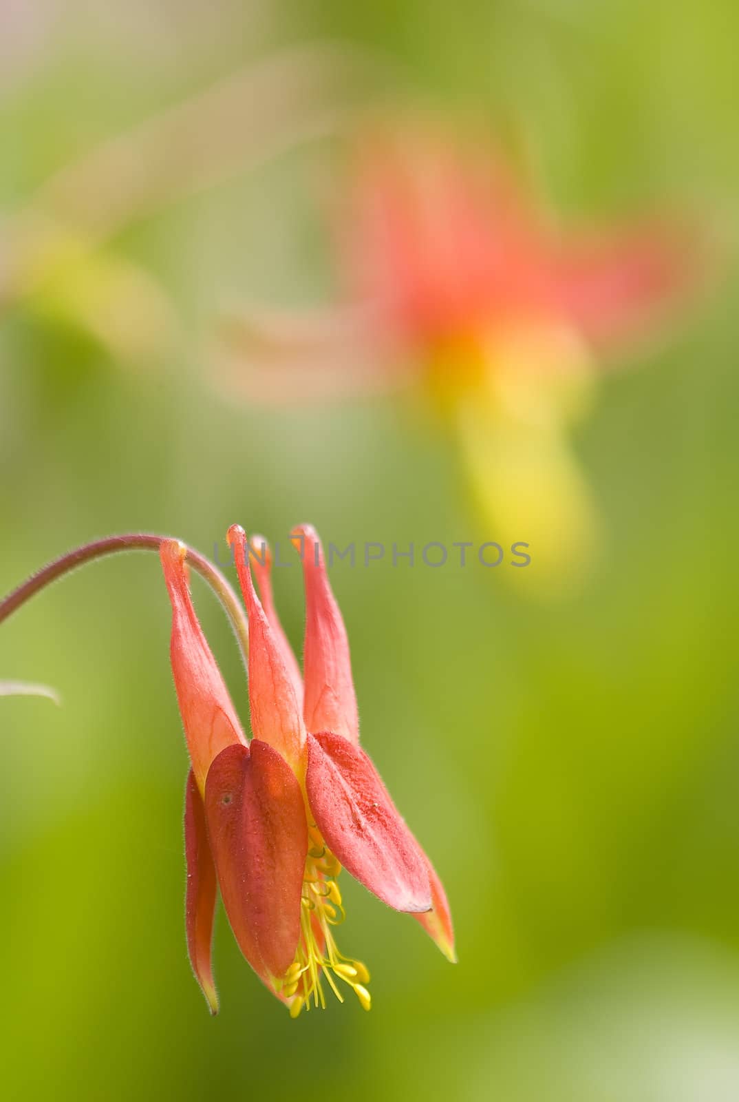 Aquilegia red flowers in green background