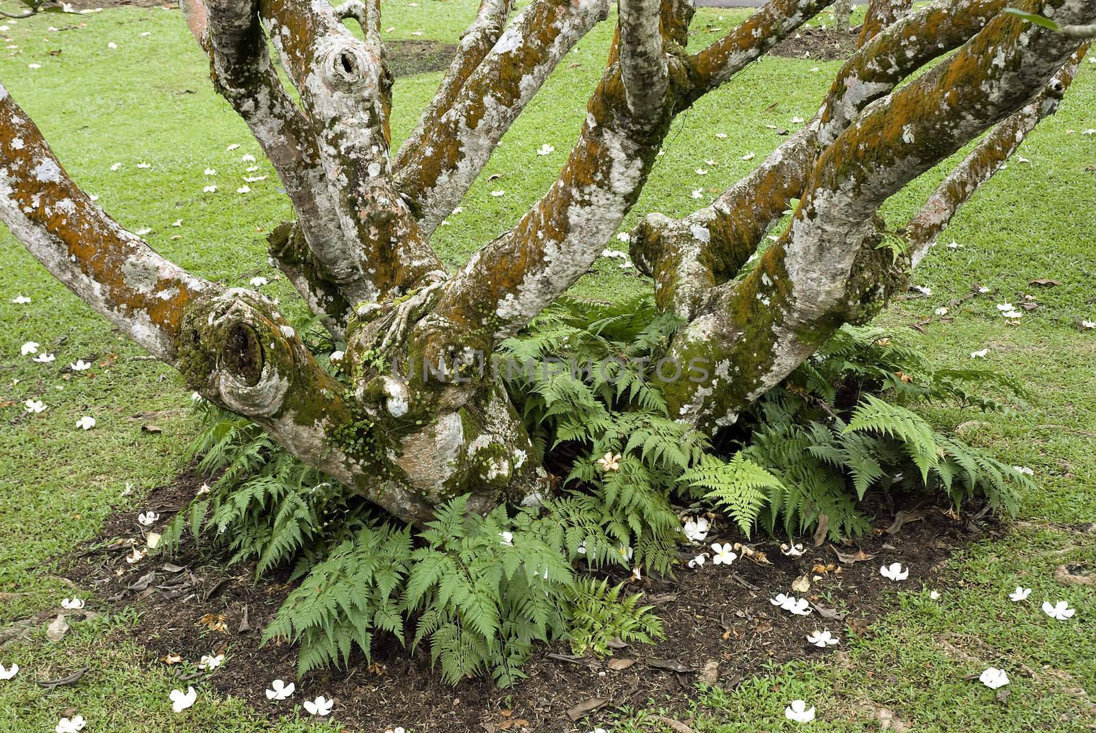 Ferns growing at base of a Plumeria tree