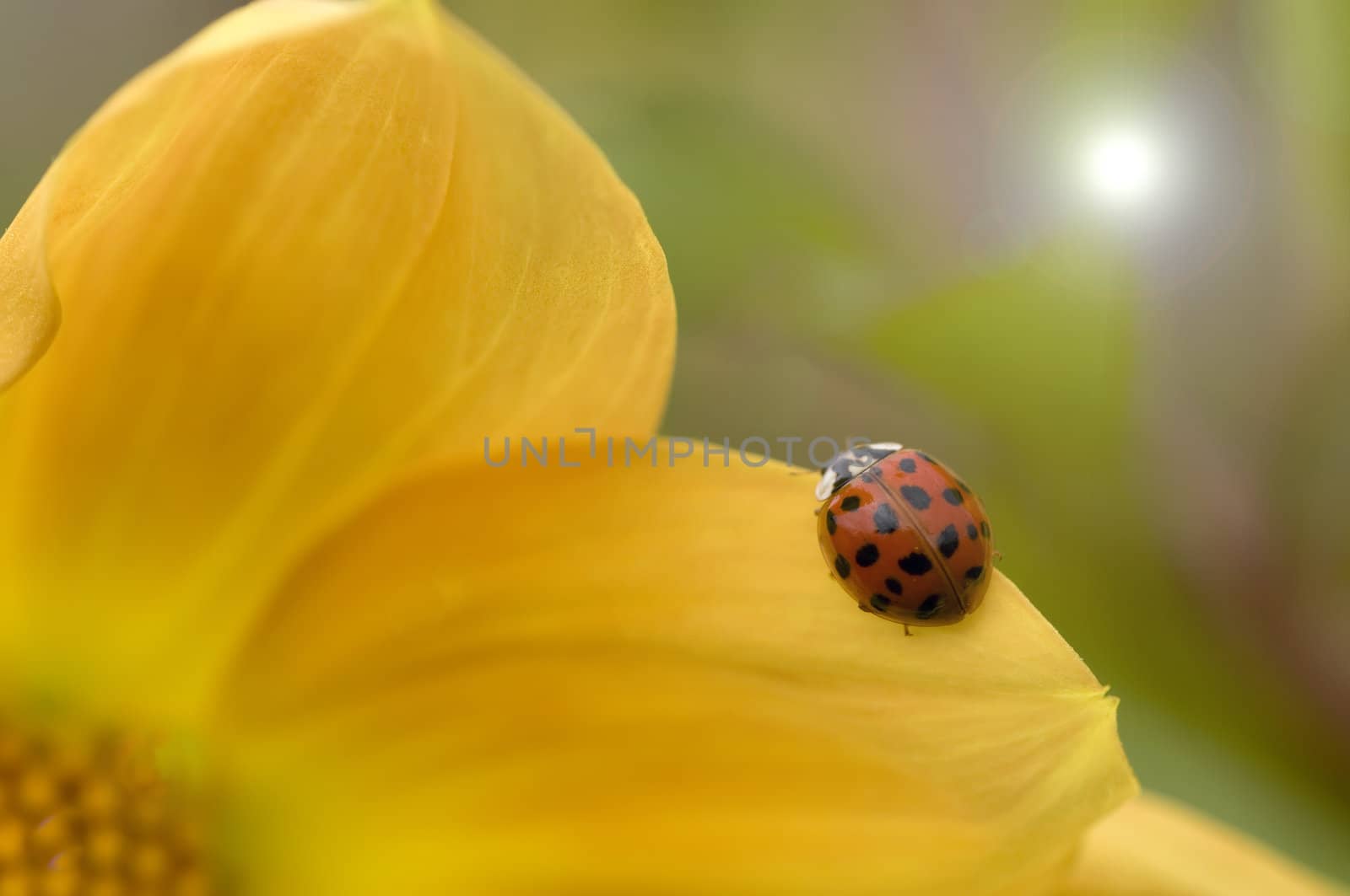 Ladybird on yellow Dahlia flower with lens flare