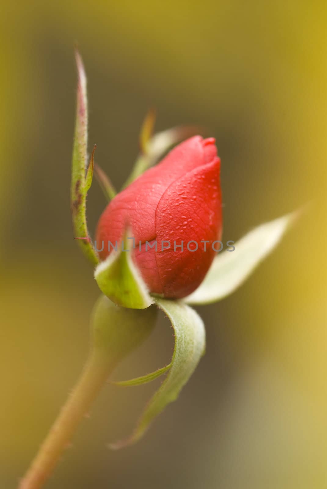 Red rose bud with dew drops among soft yellow blur