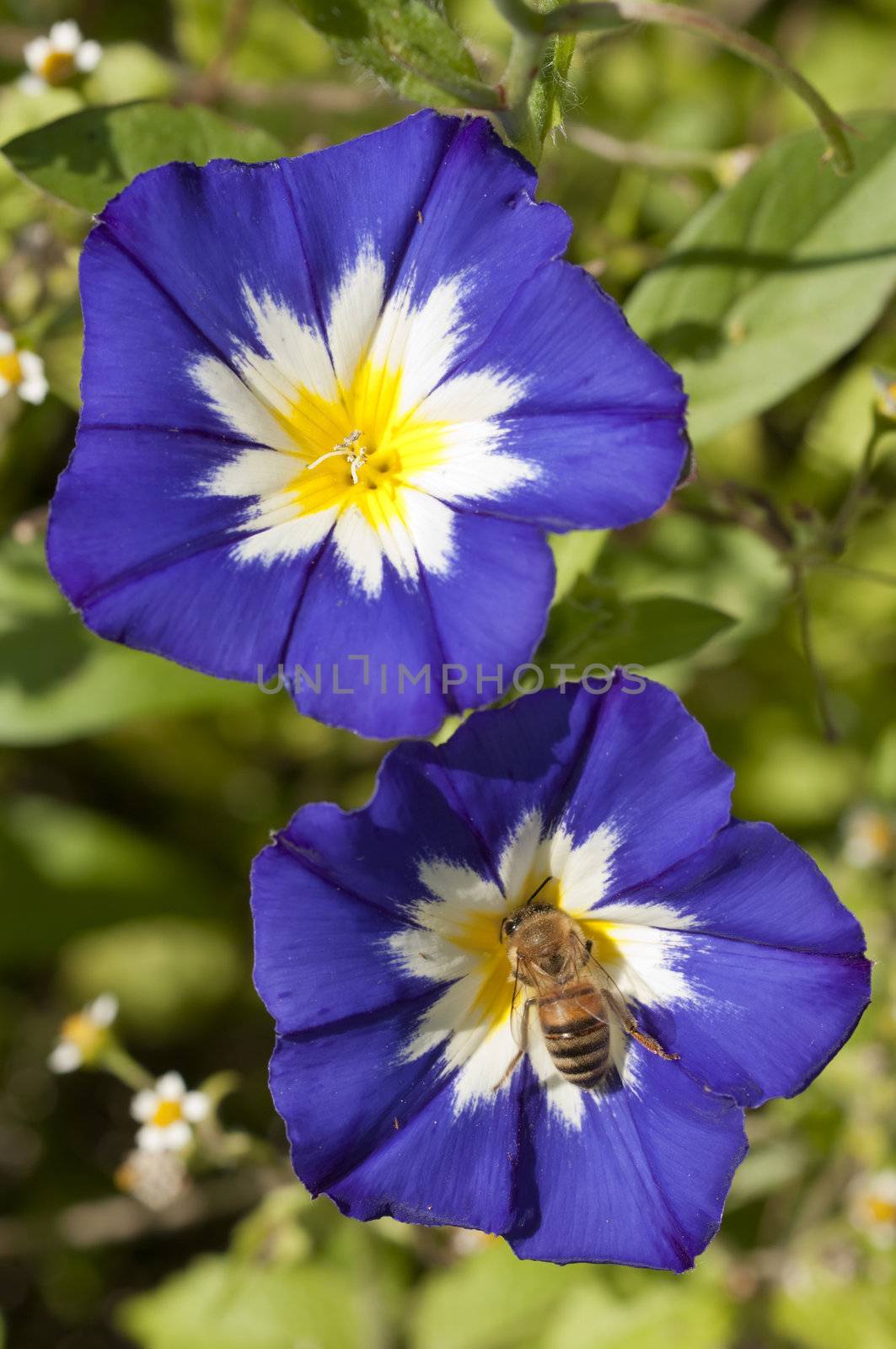 Honeybee collecting pollen on Ipomea flowers