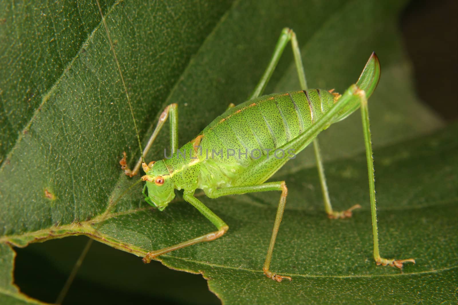 Female of a speckled bush-cricket (Leptophyes punctatissima) on a leaf