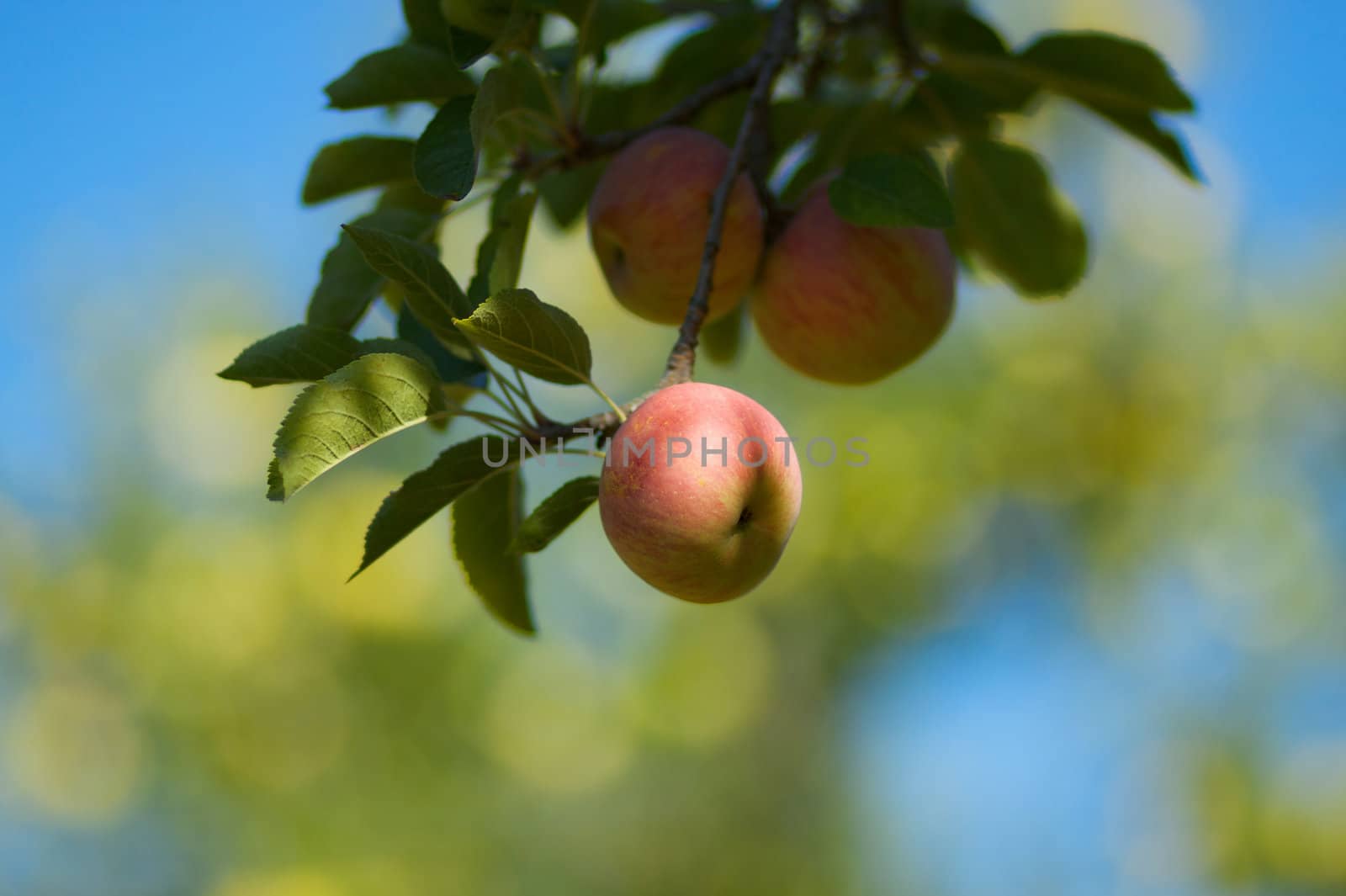 a red apple still on the branch against a soft focus background of blue sky and other apple trees