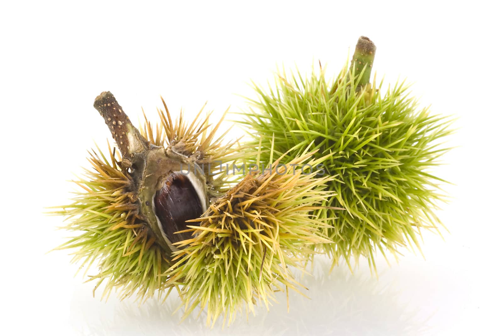 Chestnuts still in its shell, isolated on a white background.