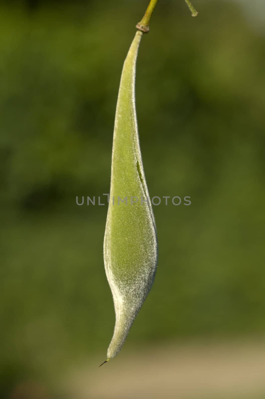 Fruit of the Wisteria sinensis ornamental plant