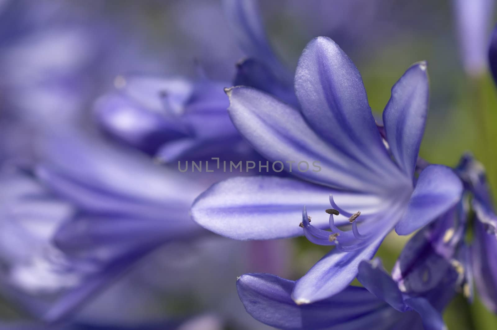 Closeup of Blue Bell Flowers