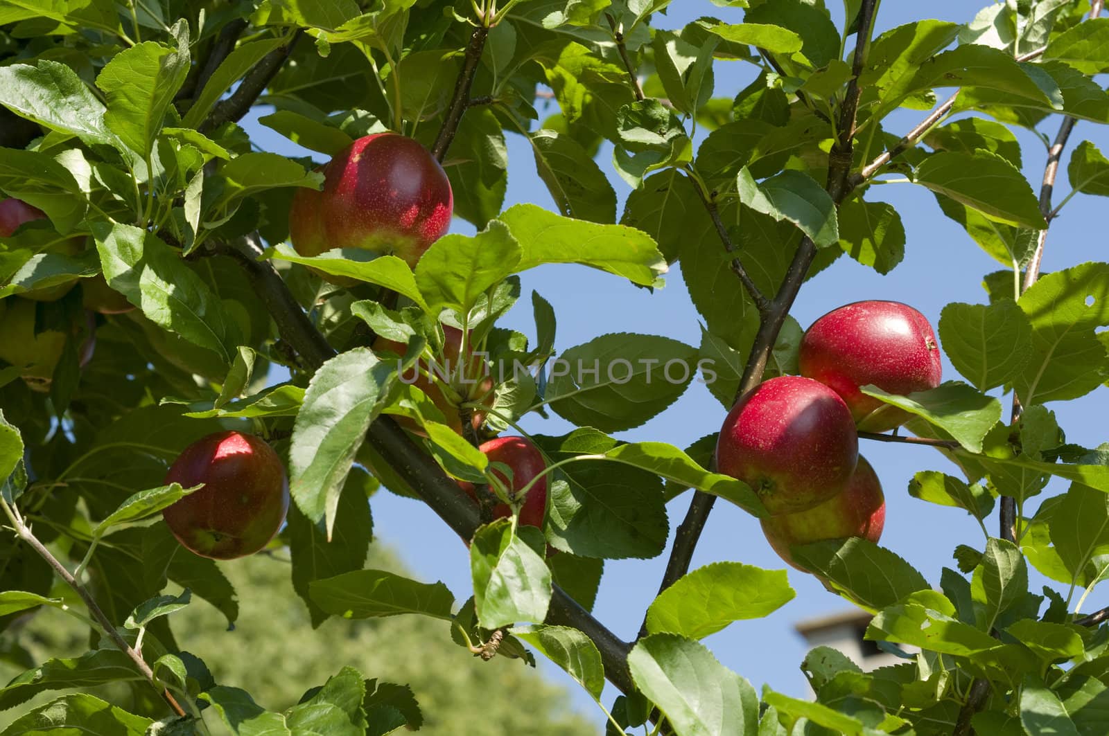 Red Apples on Tree Branches with Green Leaves