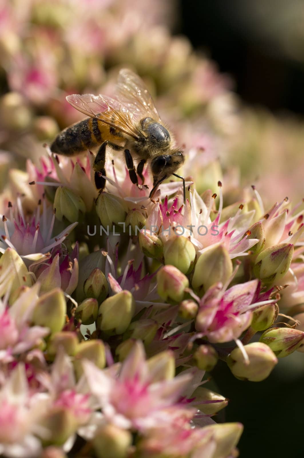 Honeybee collecting pollen on pink  flowers