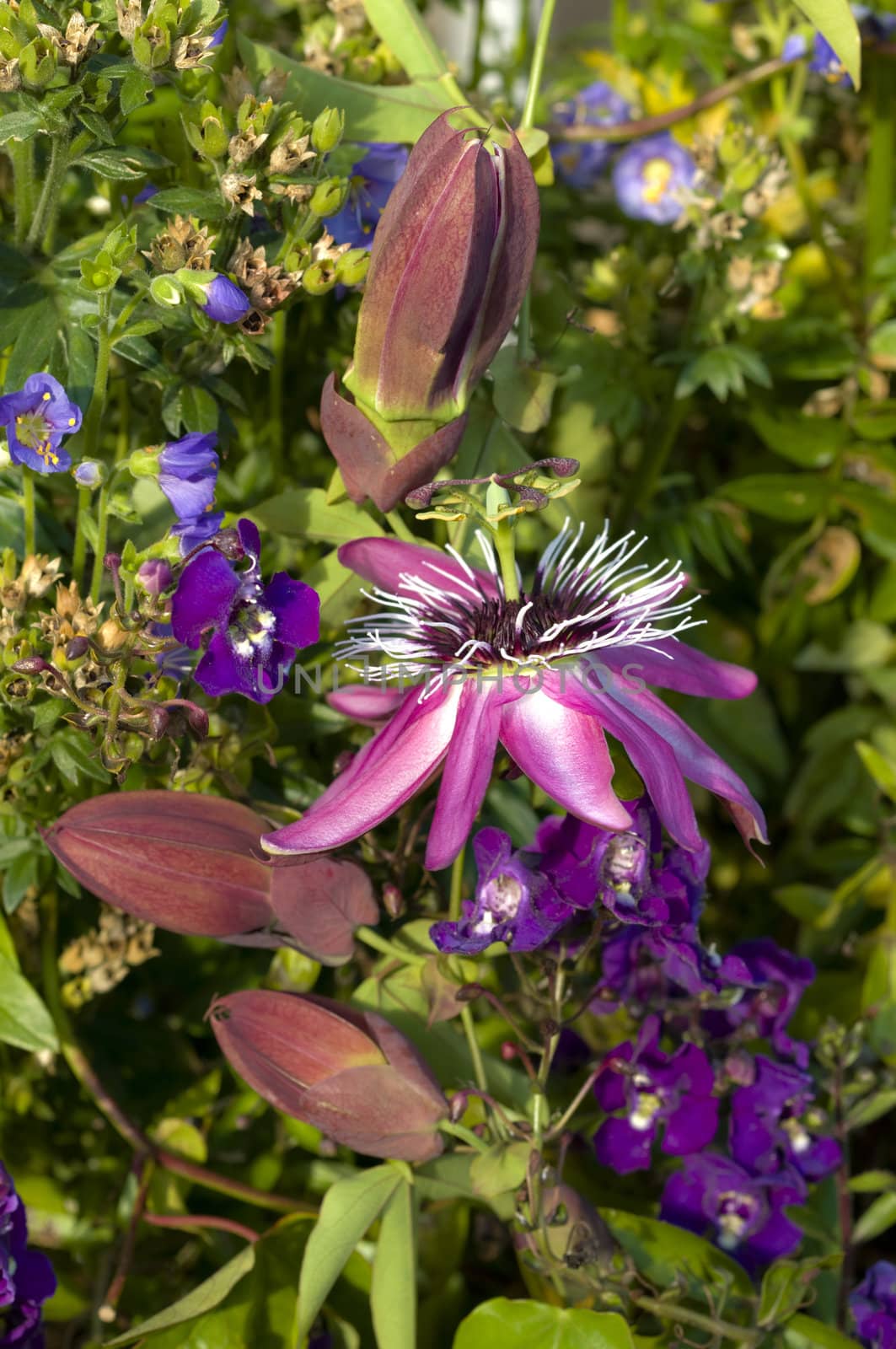 Passion flowers, Passiflora, among blue flowers