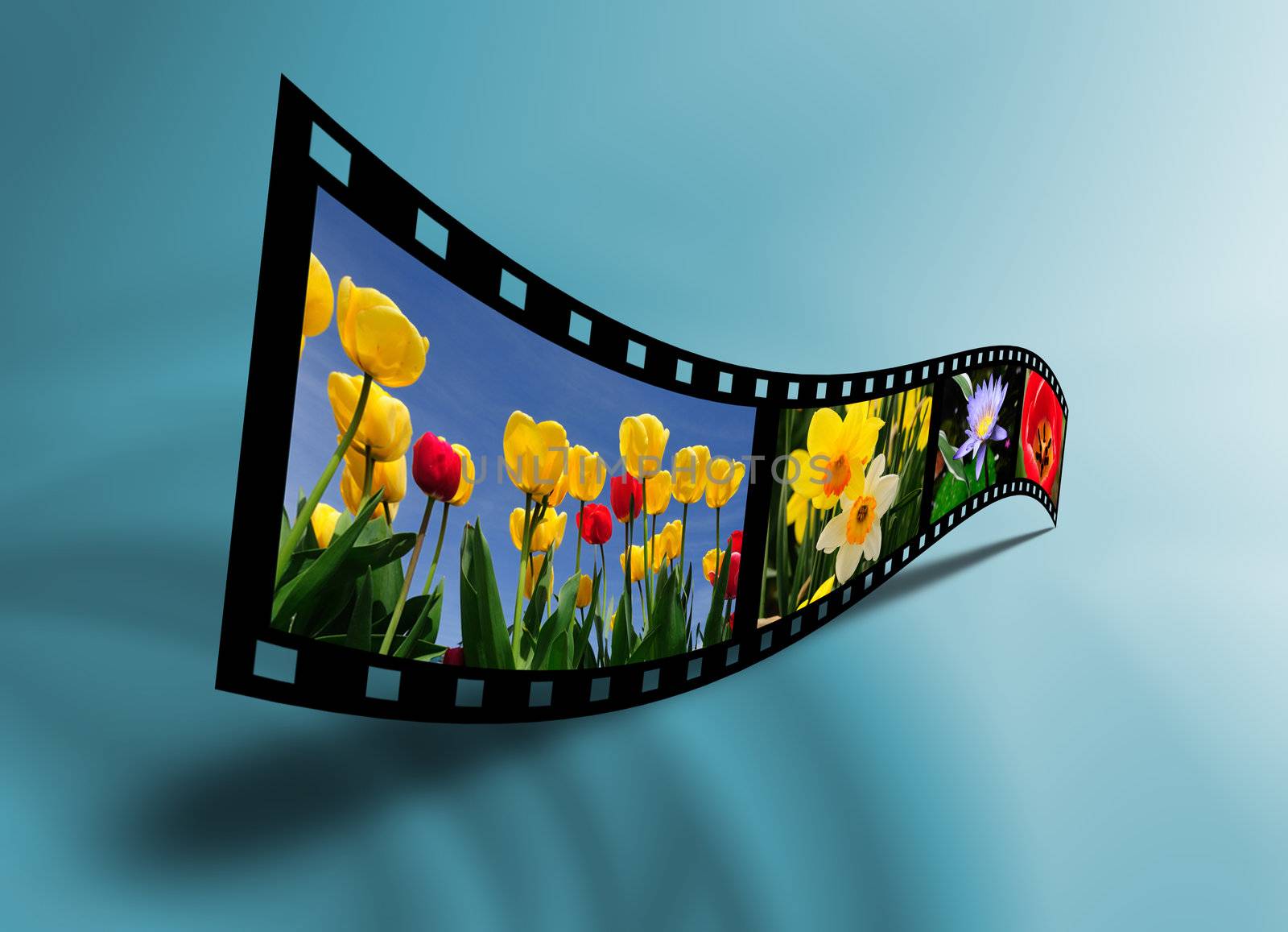 Beautiful flowers photography in a 3 dimensional film strip