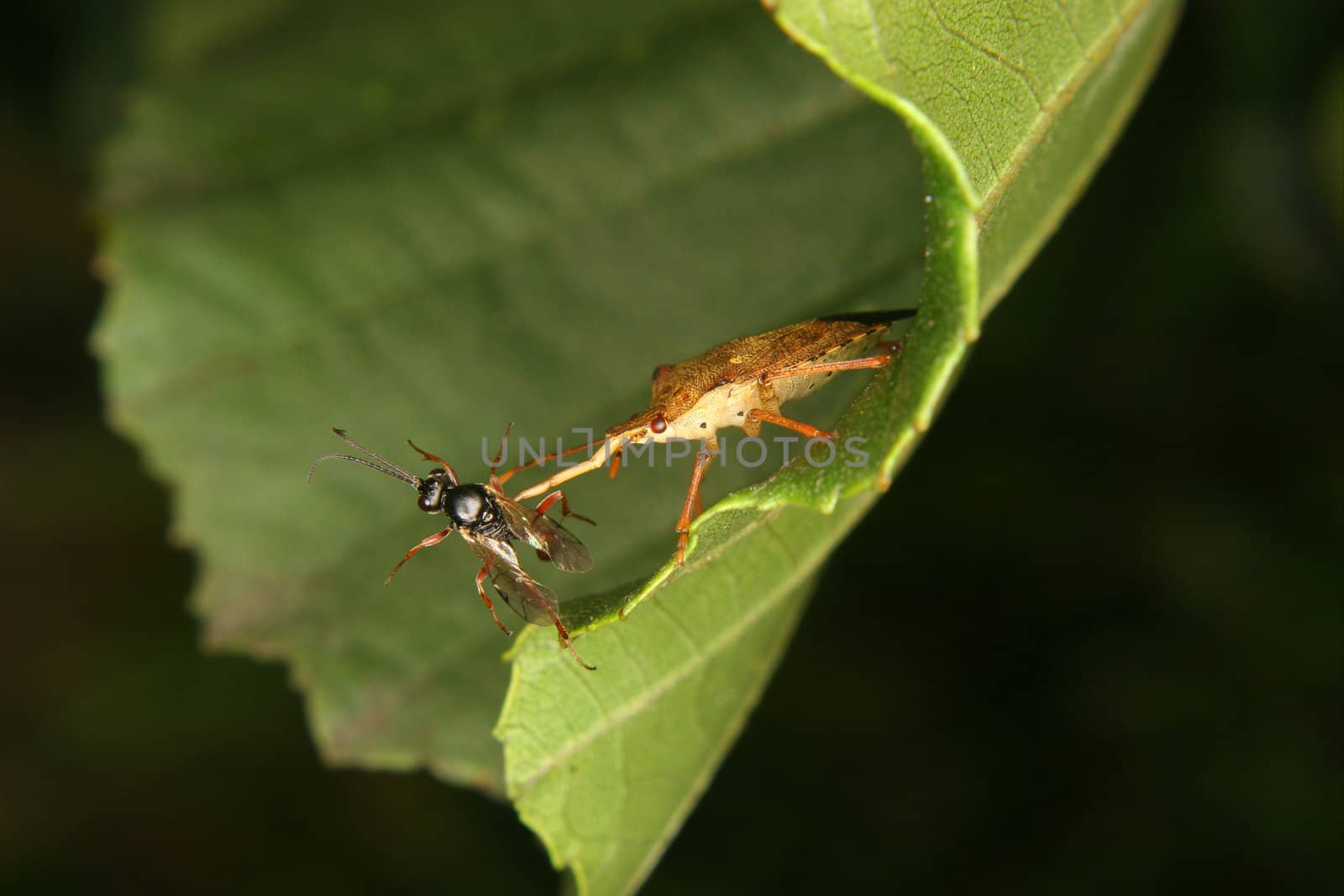 Assassin  bug (Reduviidae) with a captured fly
