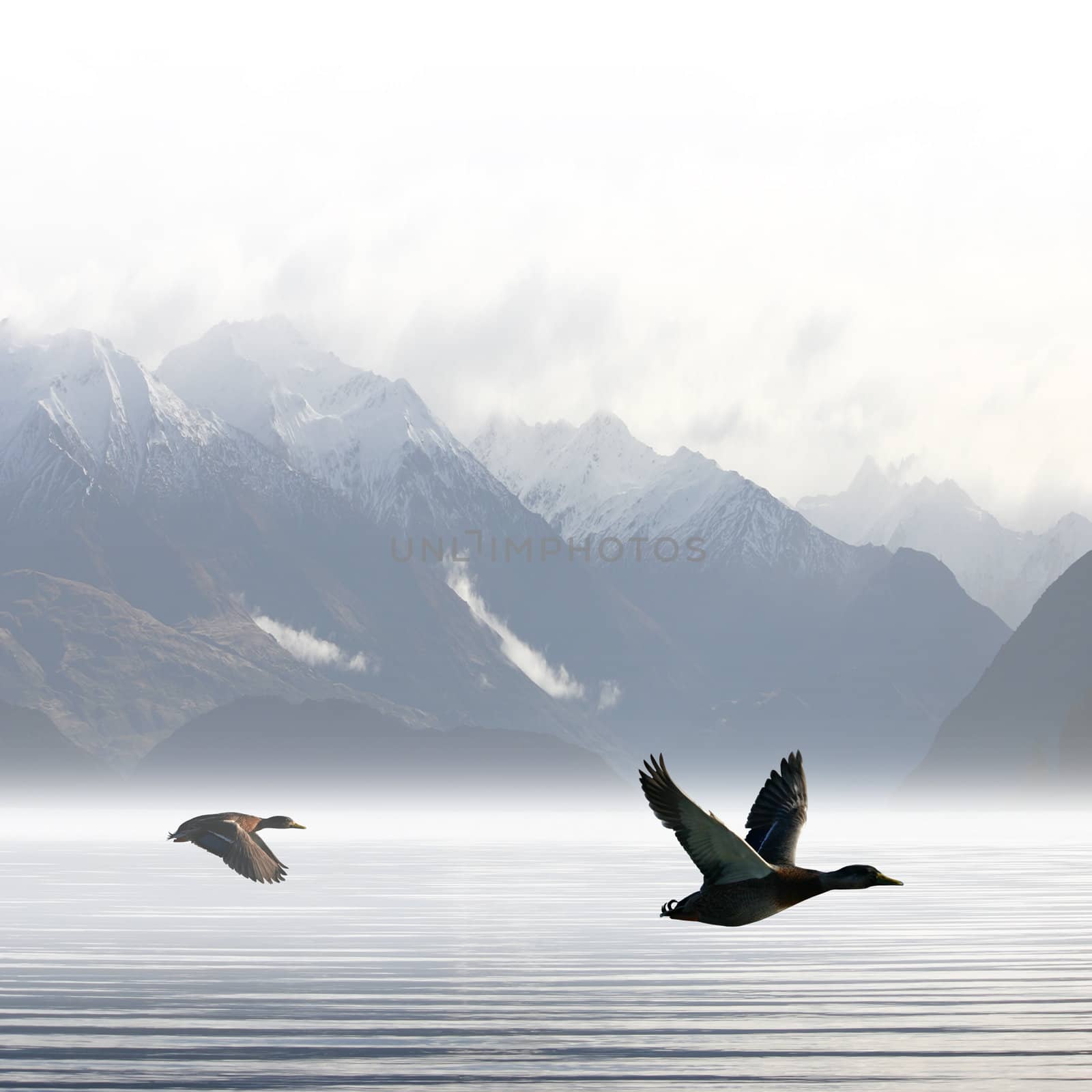 Two Ducks Flying over Lake