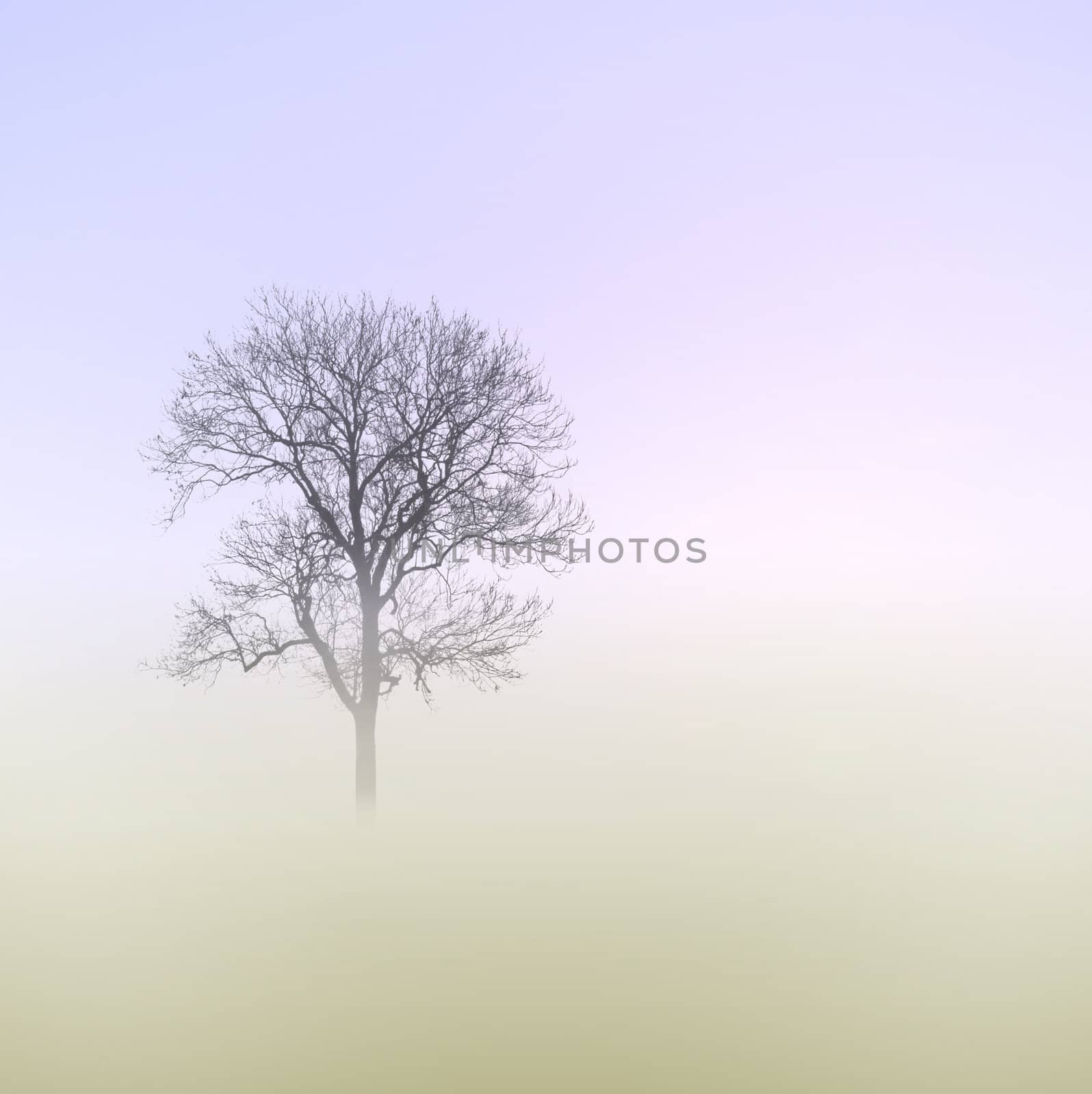 A Misty Morning with Tree