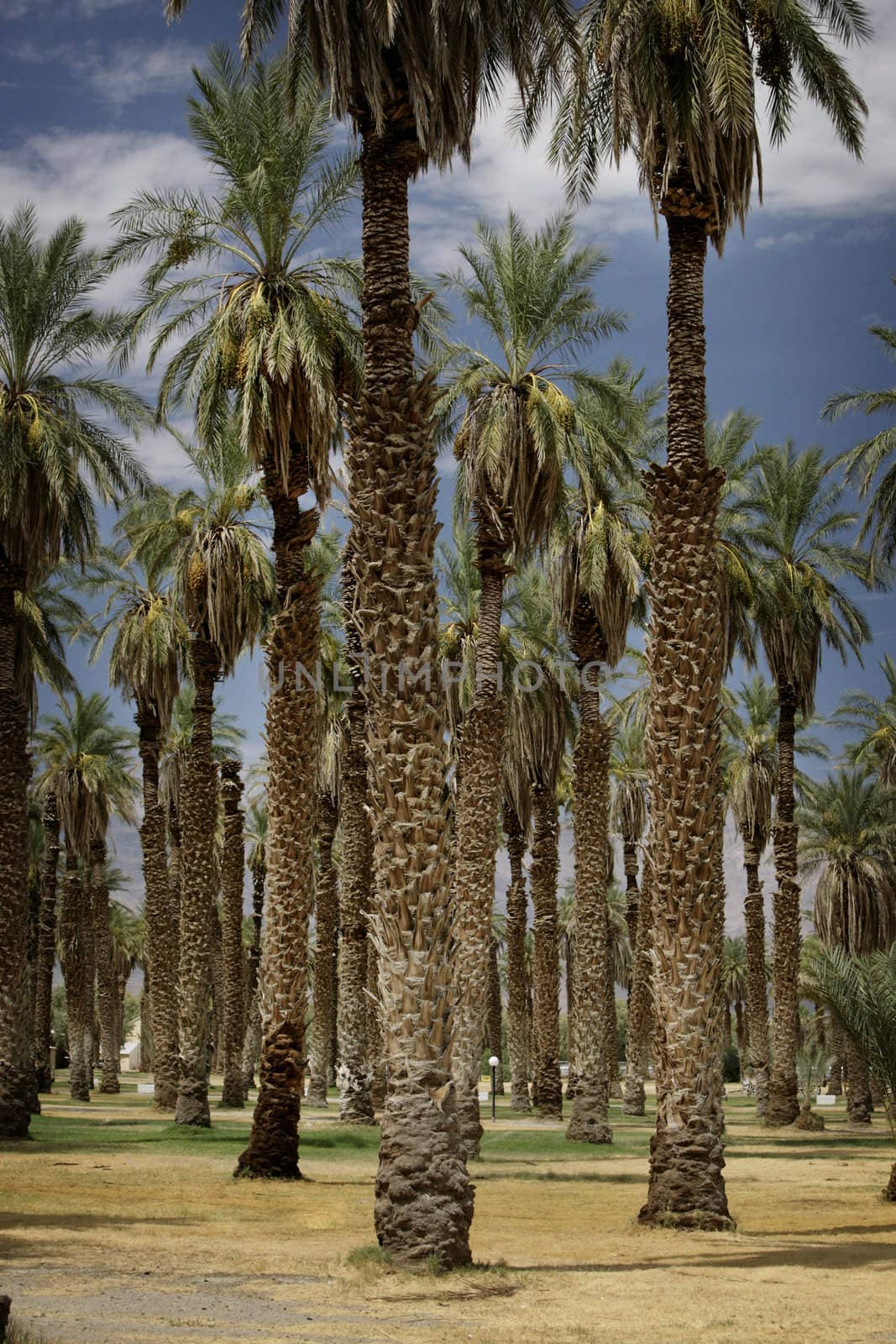 forest of palm trees in the desert