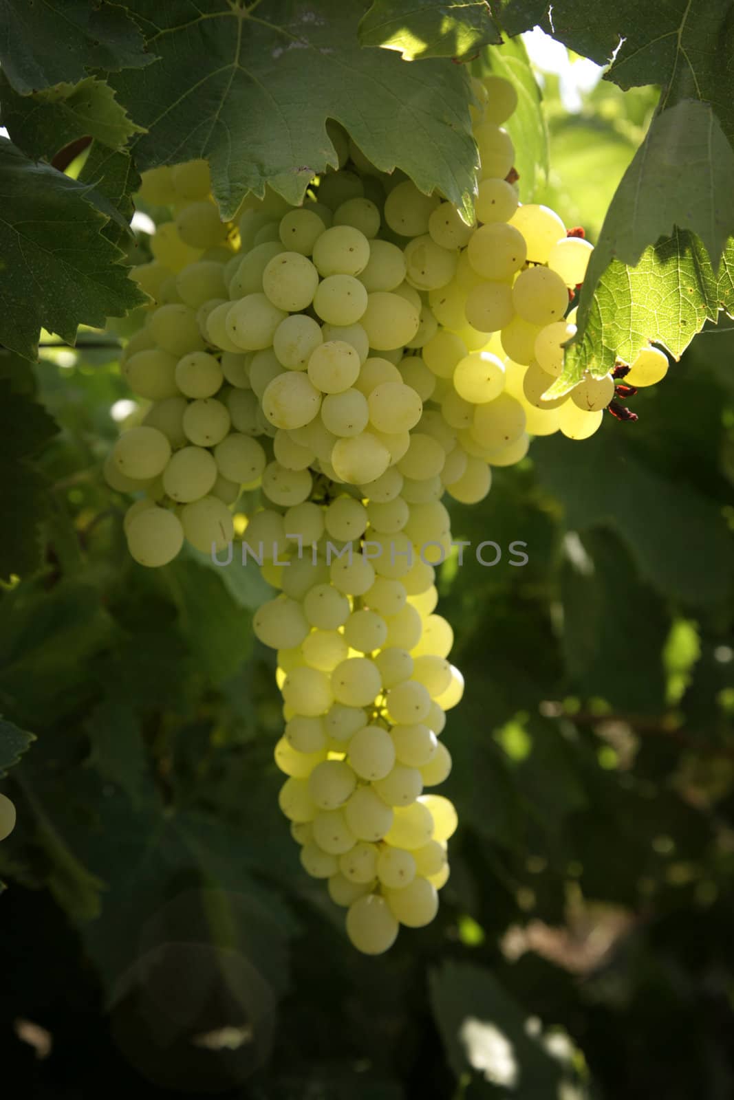 vineyard with white grapes