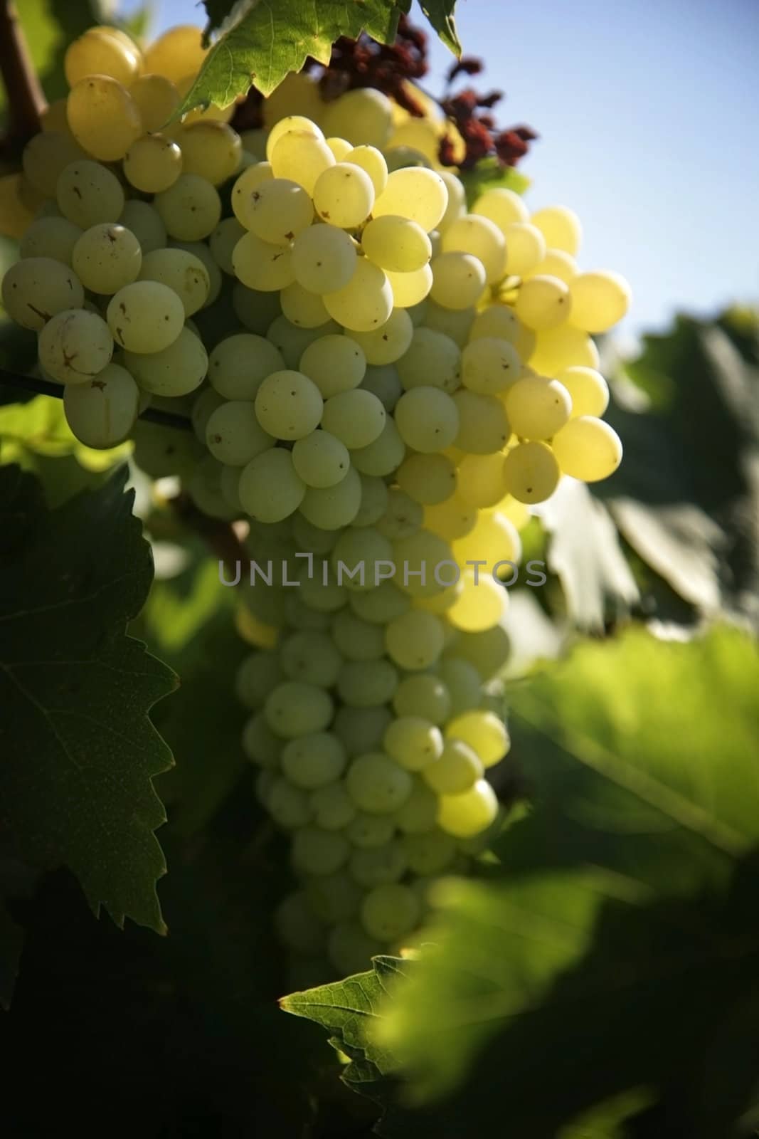 vneyard with white grapes