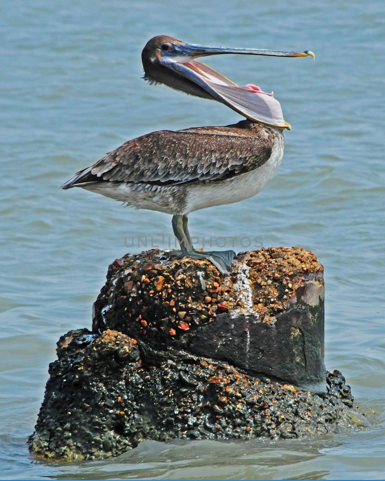 Brown pelican  sitting on rock and yawning