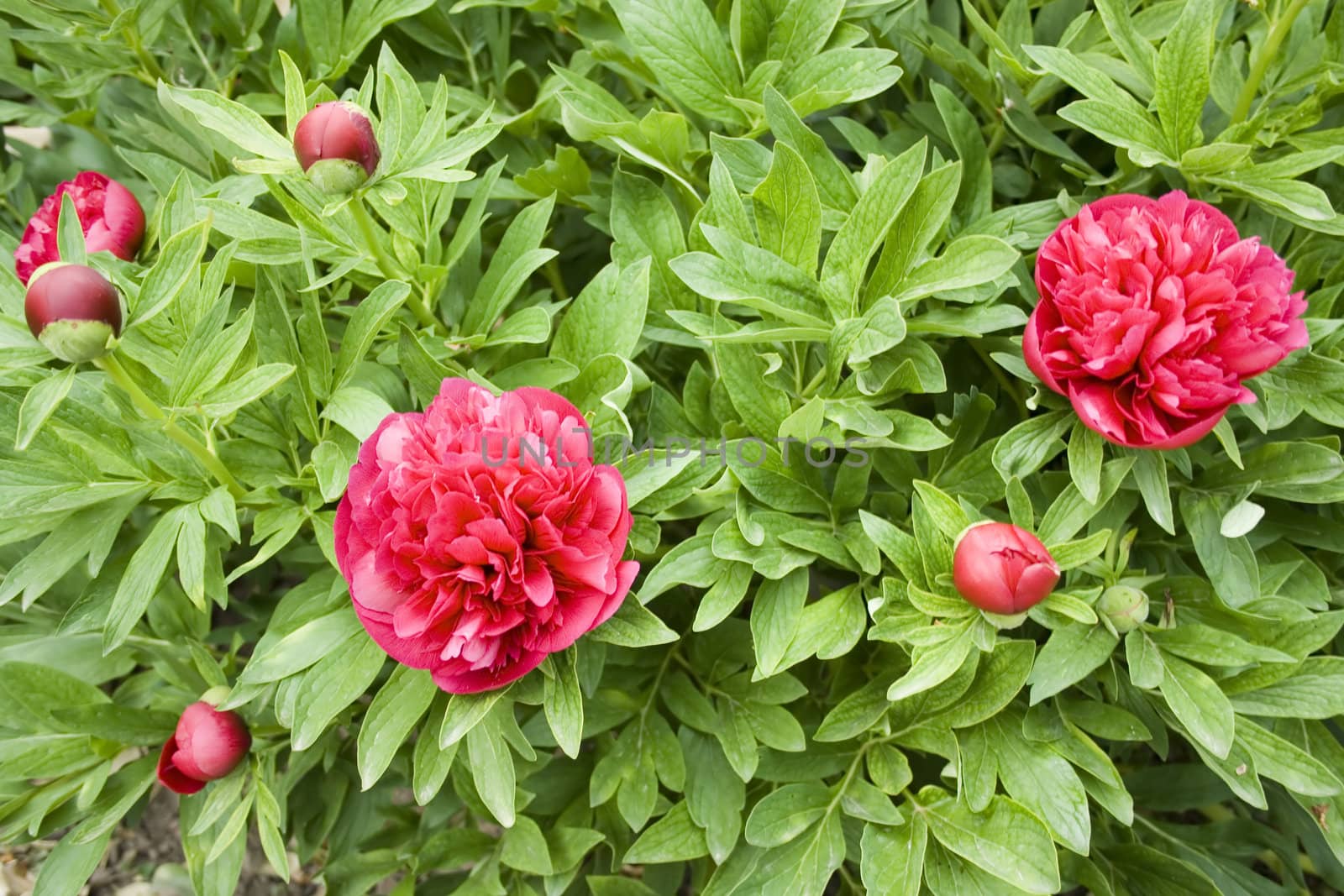 peony