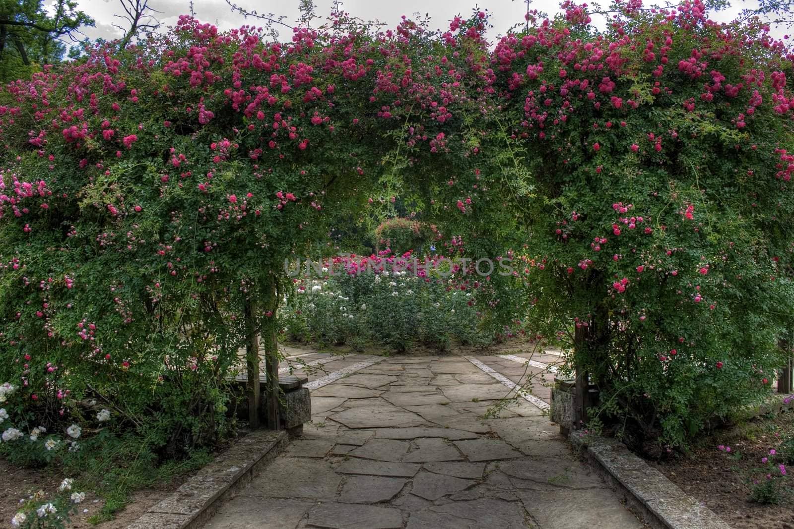 arc of roses in park, town of Rousse, Bulgaria