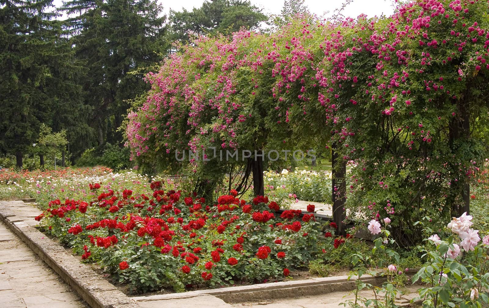 rose garden town of Rousse, Bulgaria