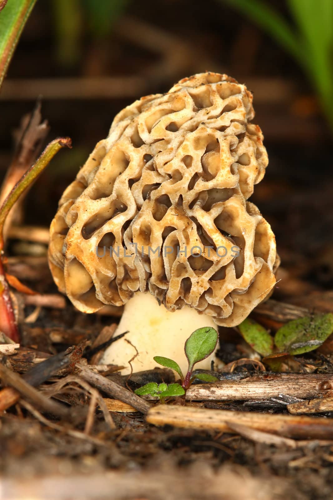 Morel mushroom grows in a prairie of northern Illinois.