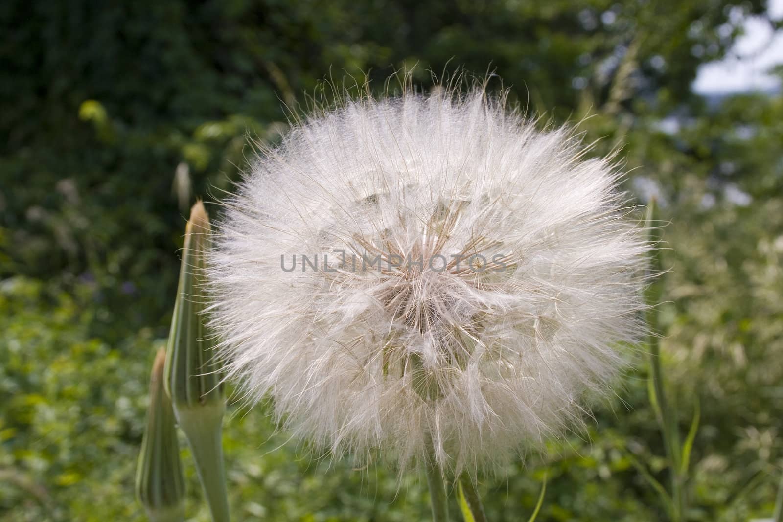 dandelion