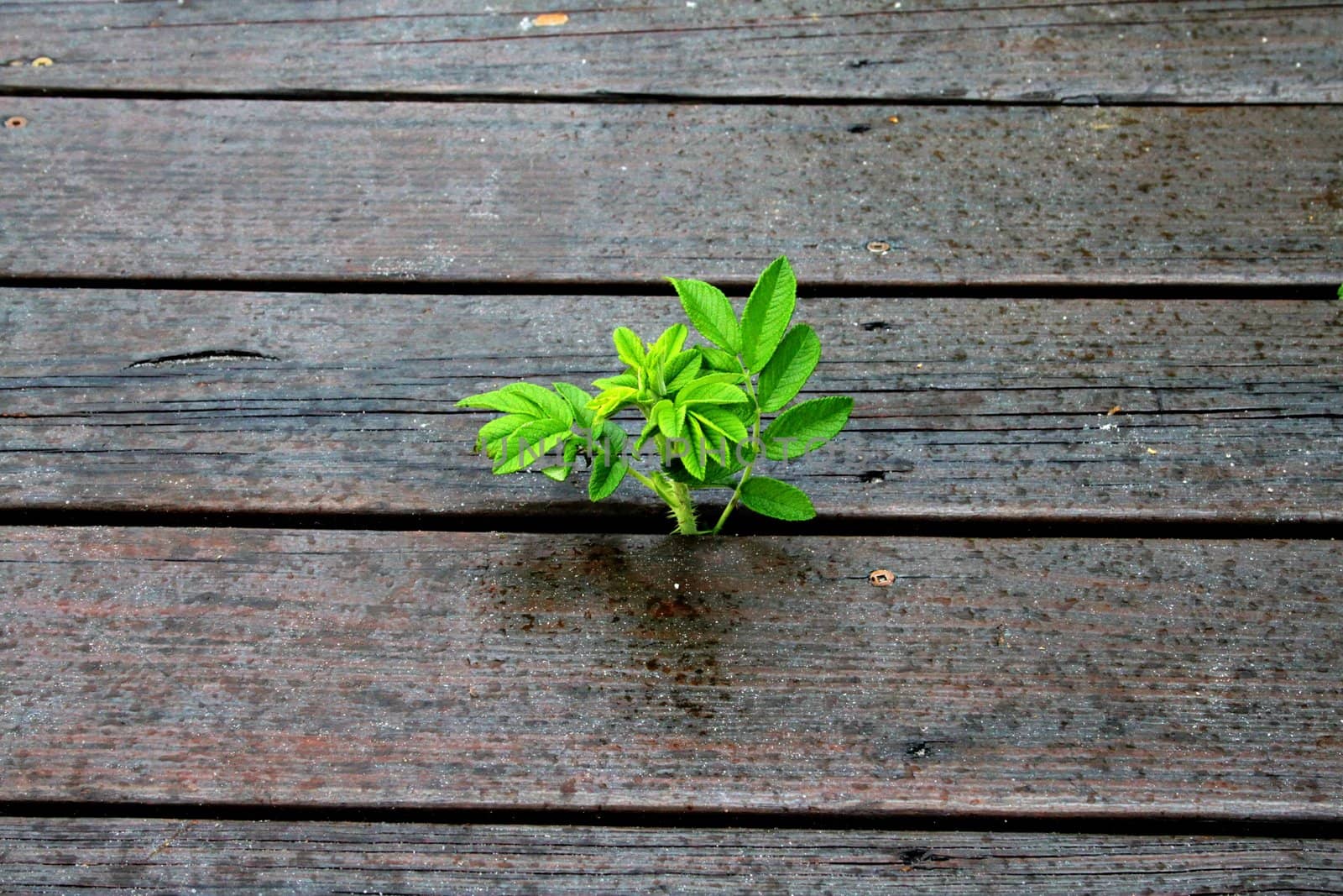 Wild plant growing between wooden walkway planks