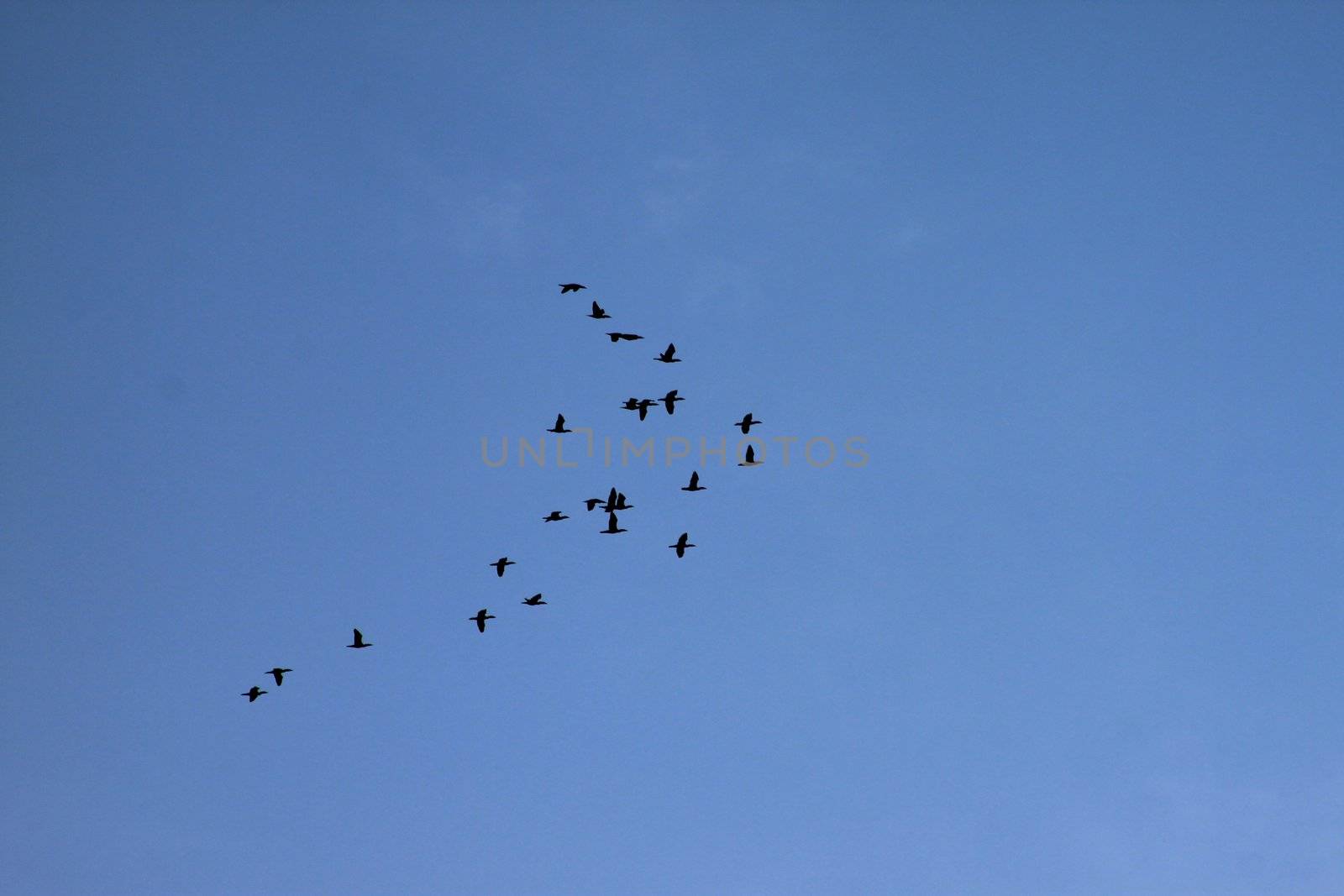 Flock of Canadian geese flying formation on a blue sky backdrop