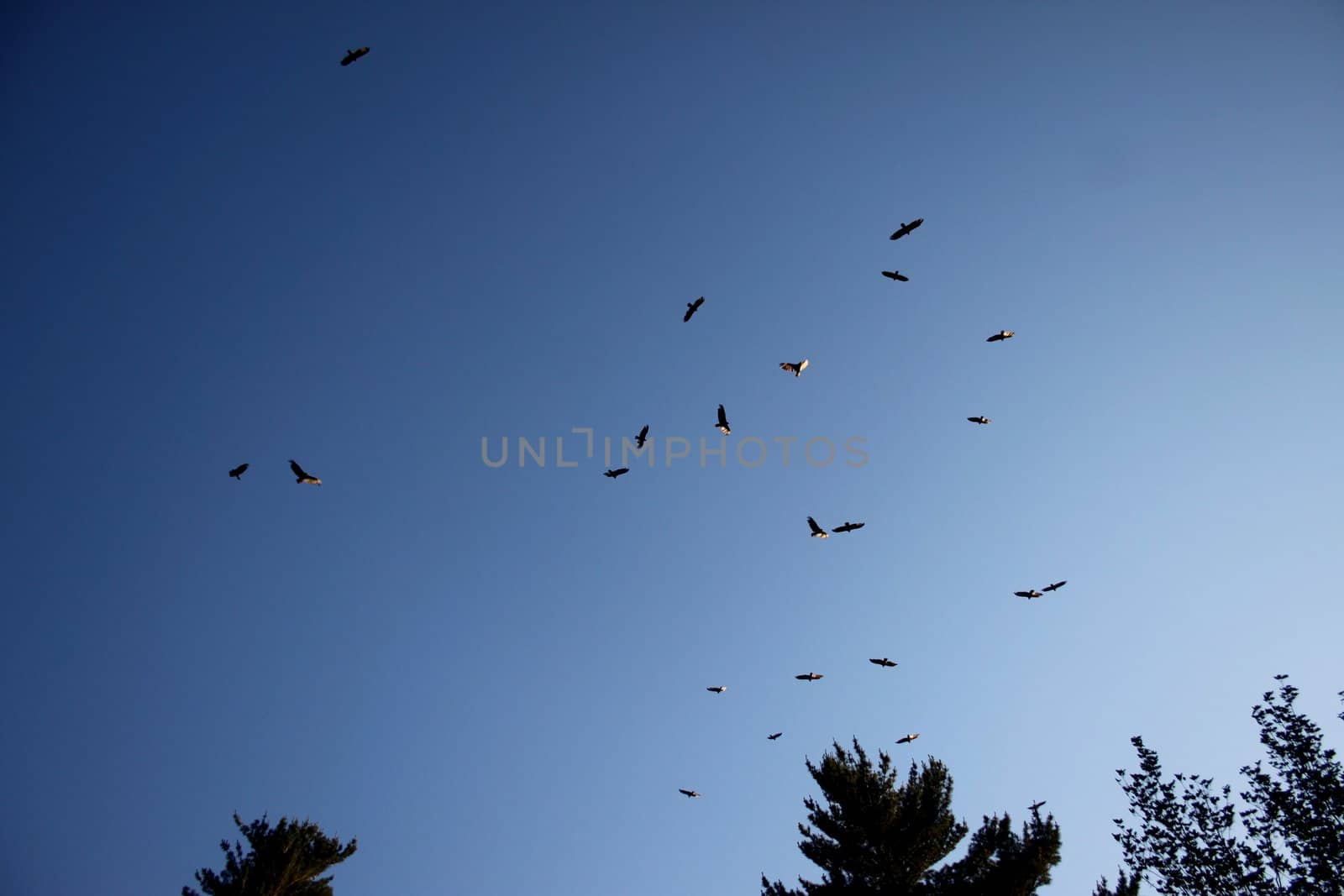 Falcons in the sky by dbriyul
