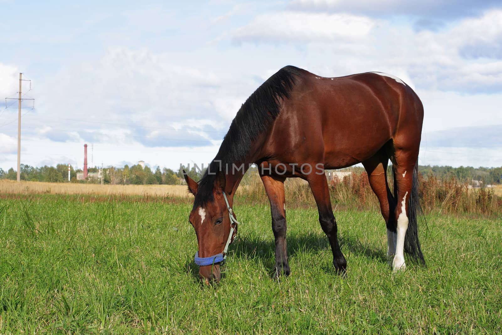 Brown horse eat green grass by Dushenina