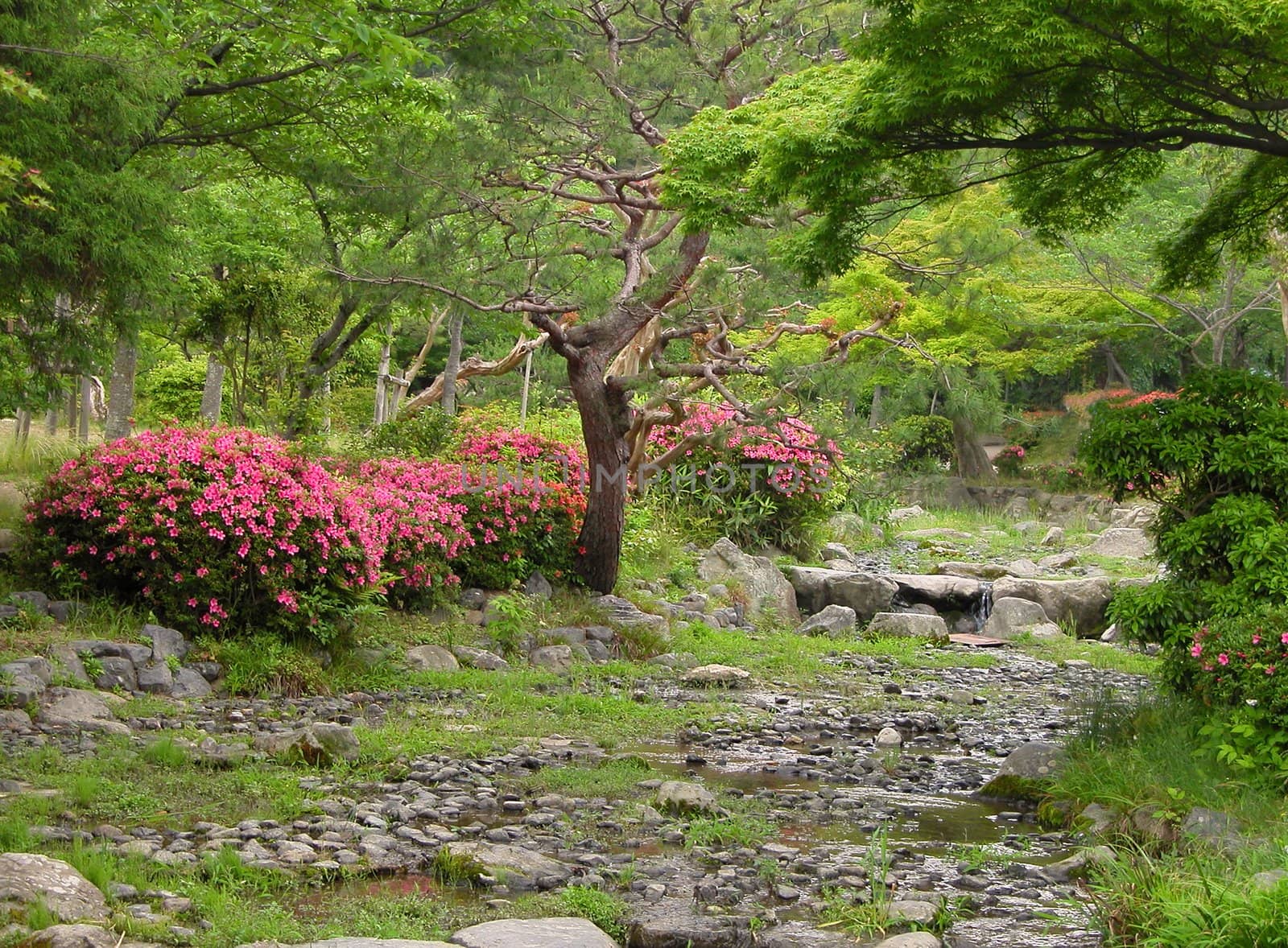 Summer japanese garden-Maruyama park from Kyoto          