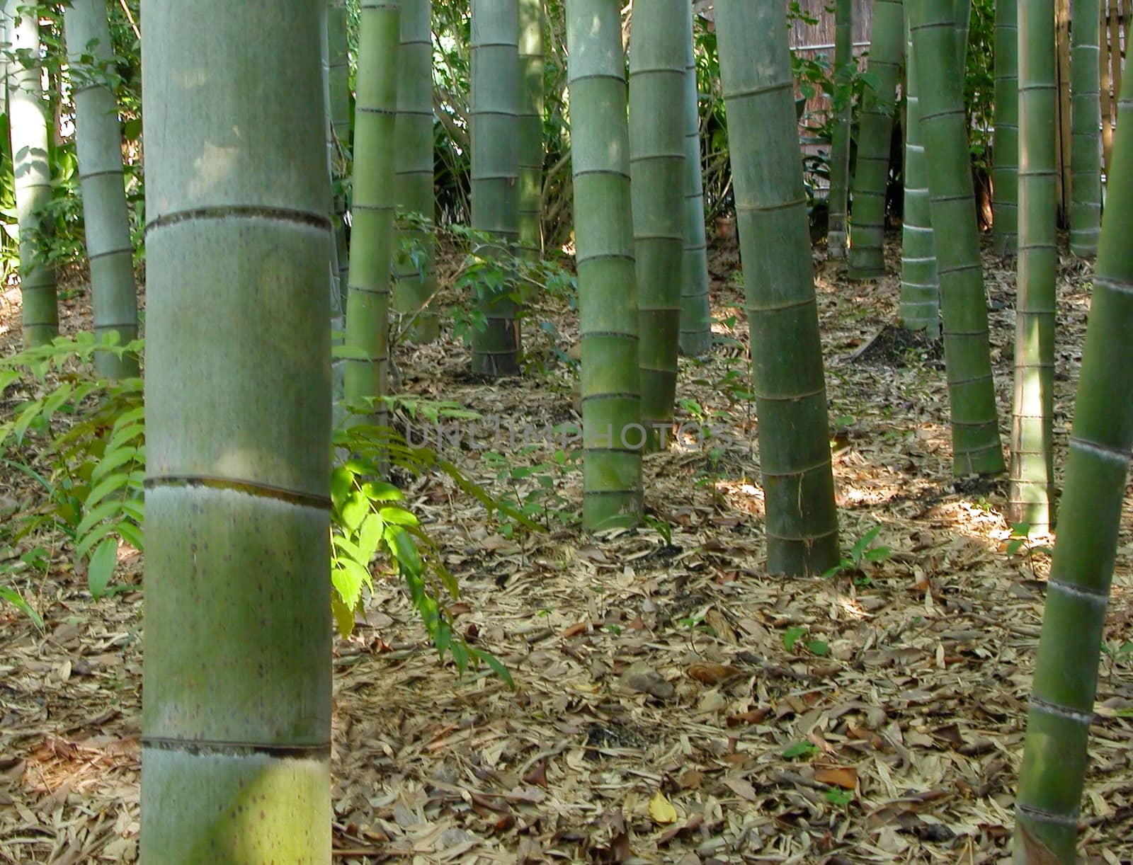Inside a bamboo foerest          