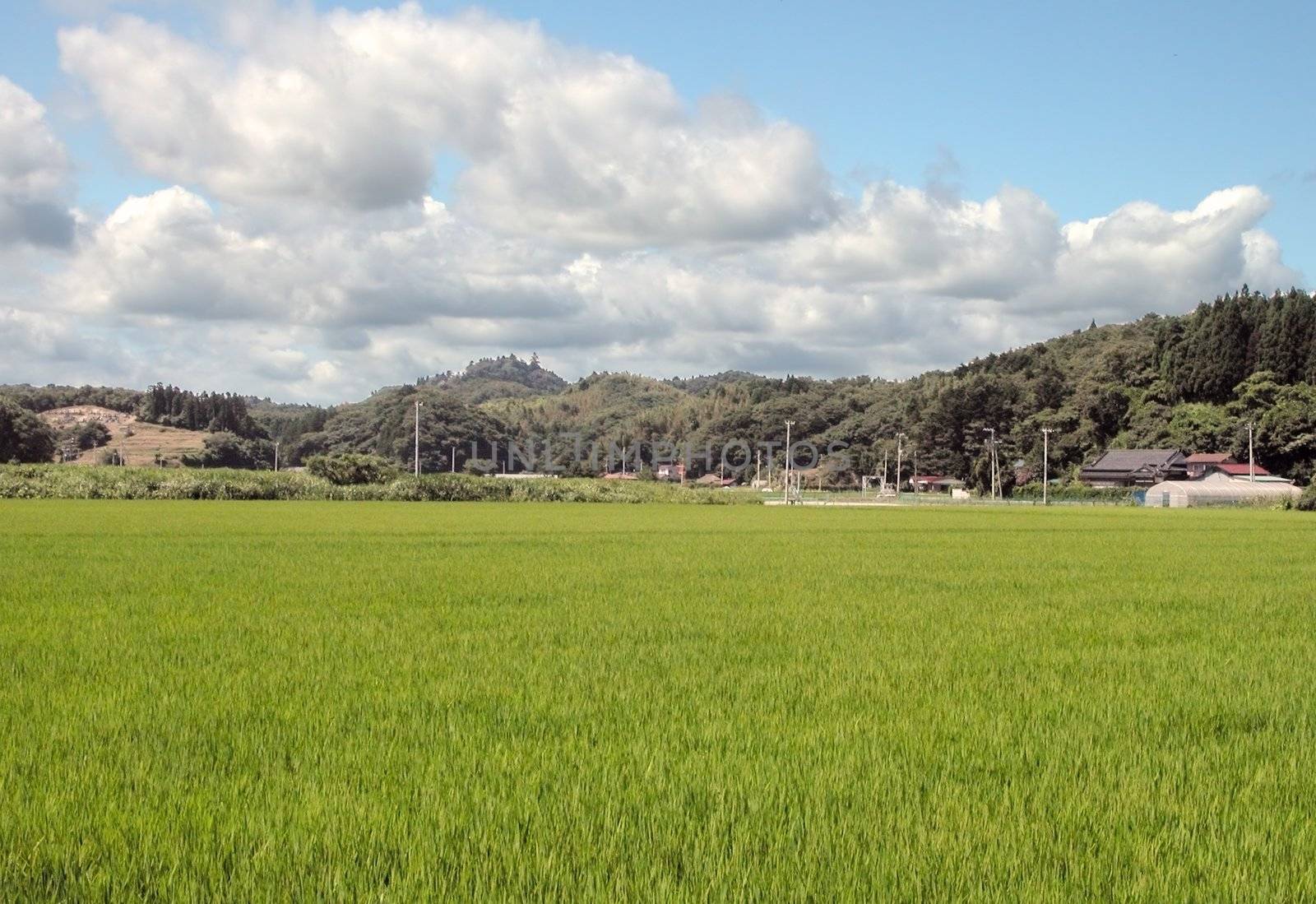 Specific rural Japanese landscape in a rice culture area during the summer.      