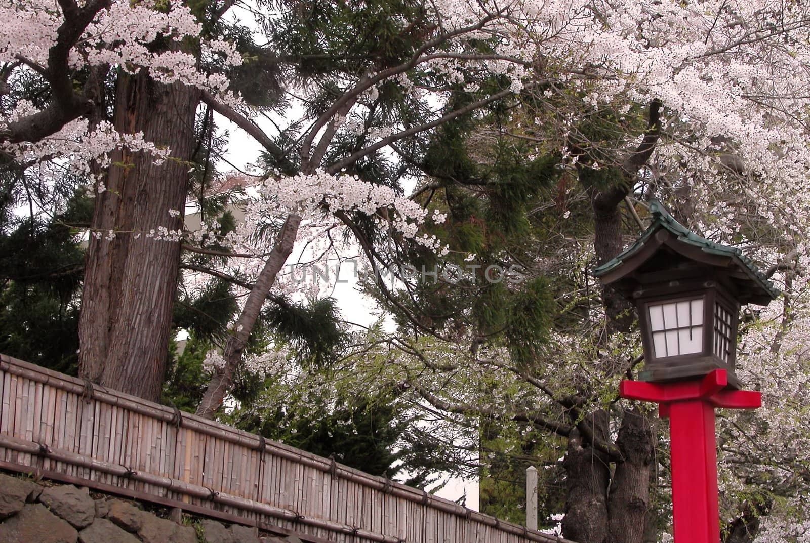 Red wooden Japanese lantern during spring season          
