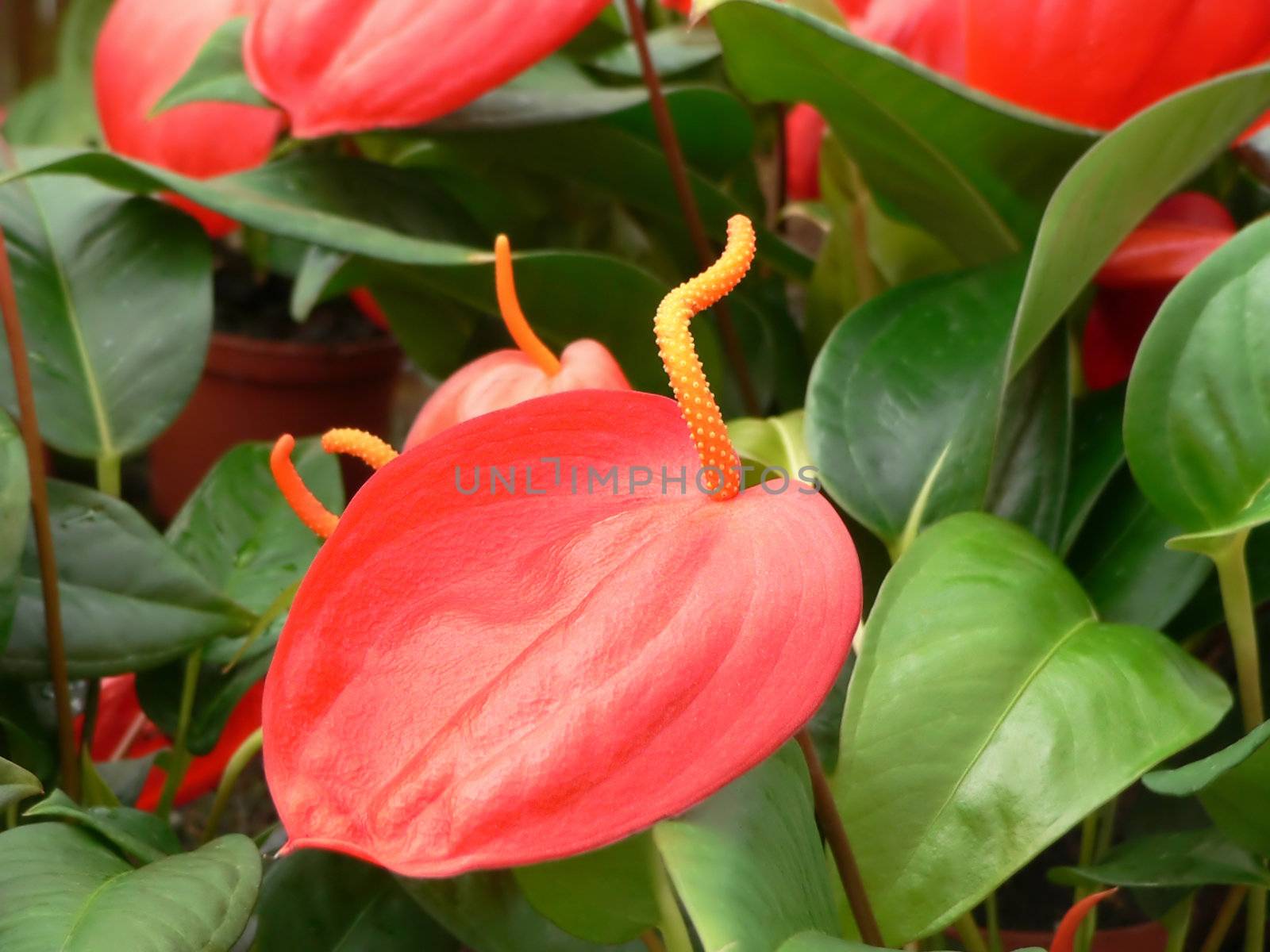 Flamingo lily or Anthurium also called "love flower" close-up